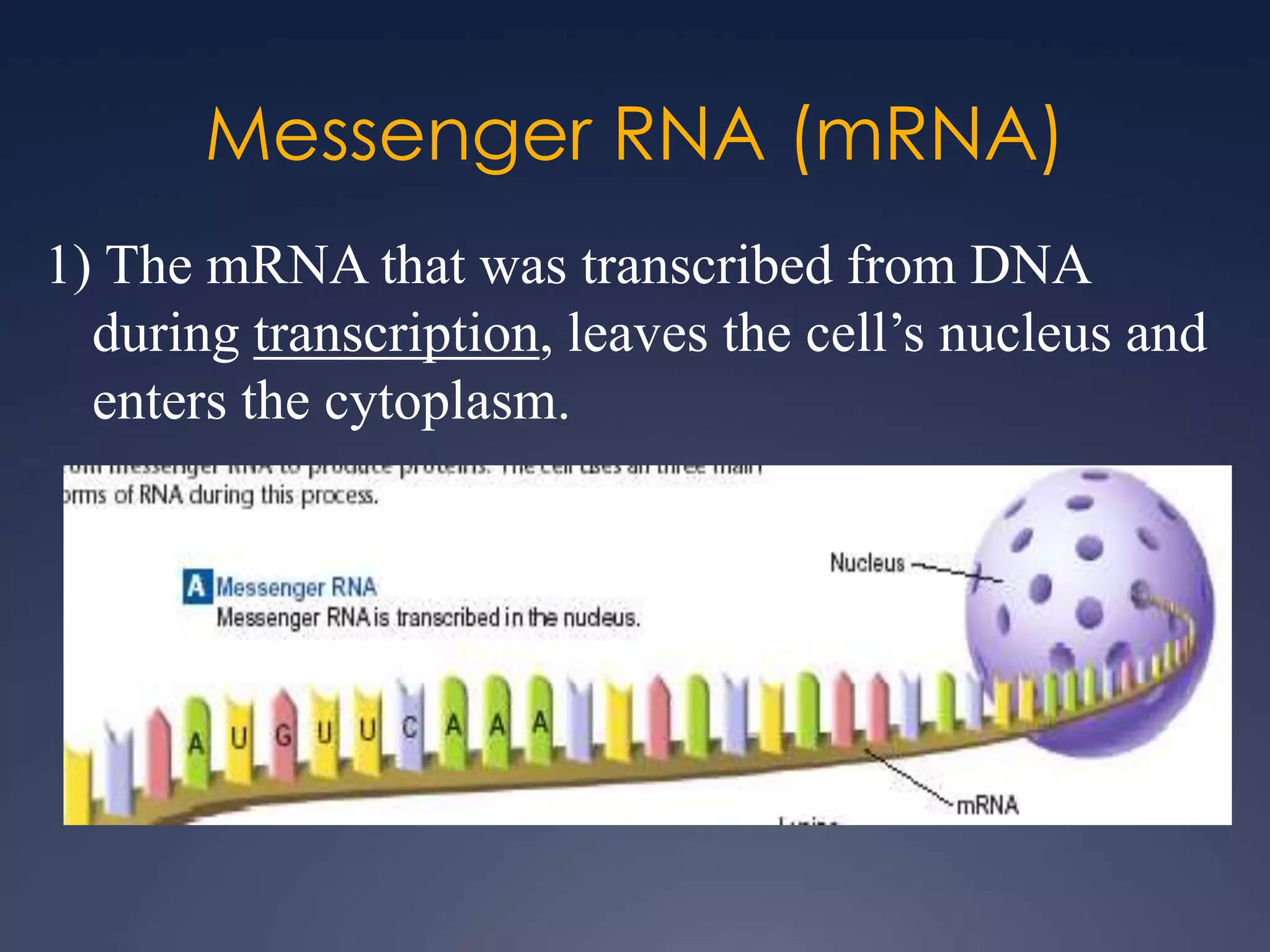 Messenger RNA (mRNA)
1) The mRNA that was transcribed from DNA
during transcription, leaves the cell’s nucleus and
enters the cytoplasm.
 
