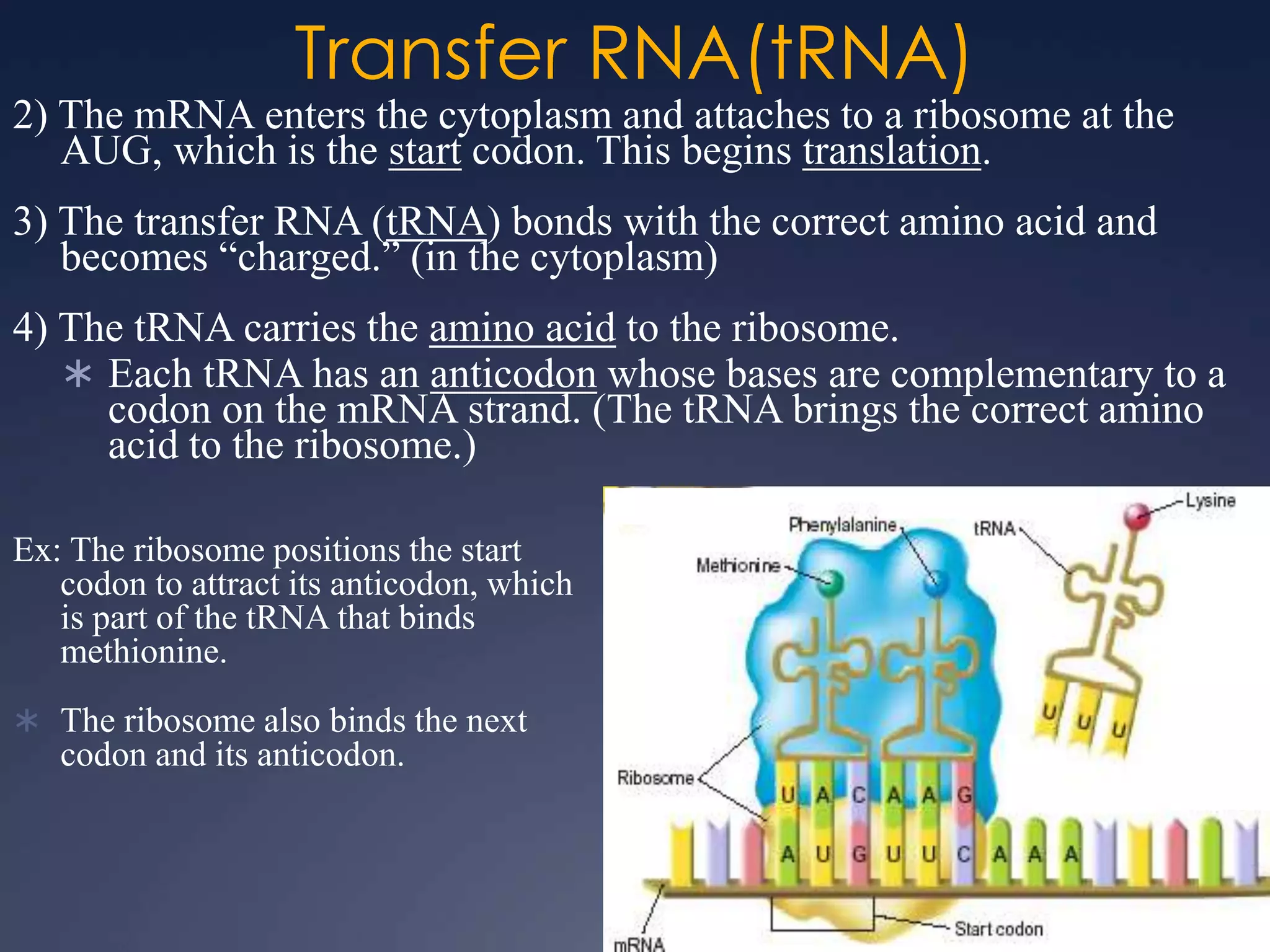 Transfer RNA(tRNA)
2) The mRNA enters the cytoplasm and attaches to a ribosome at the
AUG, which is the start codon. This begins translation.
3) The transfer RNA (tRNA) bonds with the correct amino acid and
becomes “charged.” (in the cytoplasm)
4) The tRNA carries the amino acid to the ribosome.
 Each tRNA has an anticodon whose bases are complementary to a
codon on the mRNA strand. (The tRNA brings the correct amino
acid to the ribosome.)
Ex: The ribosome positions the start
codon to attract its anticodon, which
is part of the tRNA that binds
methionine.
 The ribosome also binds the next
codon and its anticodon.
 
