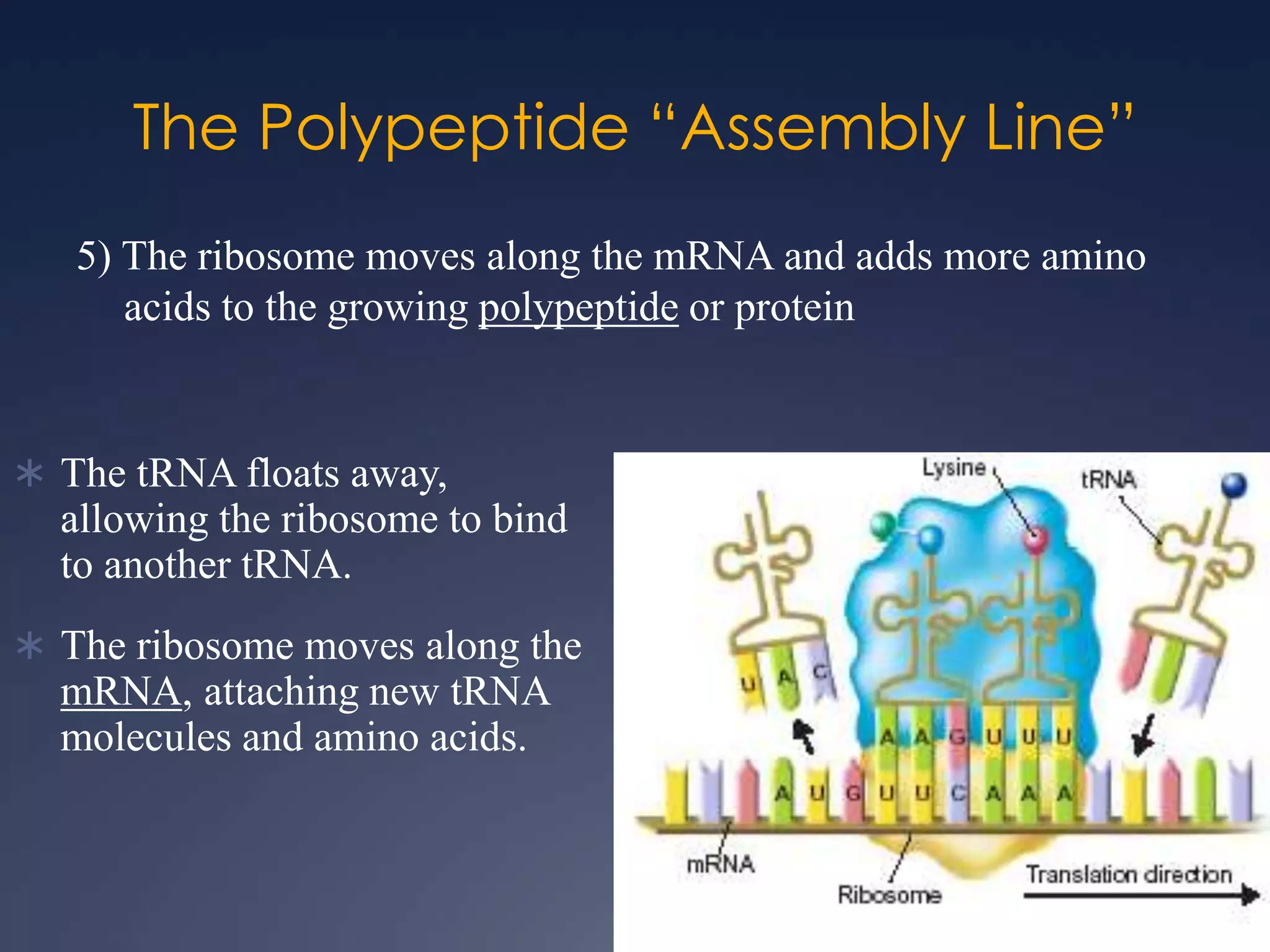 The Polypeptide “Assembly Line”
5) The ribosome moves along the mRNA and adds more amino
acids to the growing polypeptide or protein
 The tRNA floats away,
allowing the ribosome to bind
to another tRNA.
 The ribosome moves along the
mRNA, attaching new tRNA
molecules and amino acids.
 