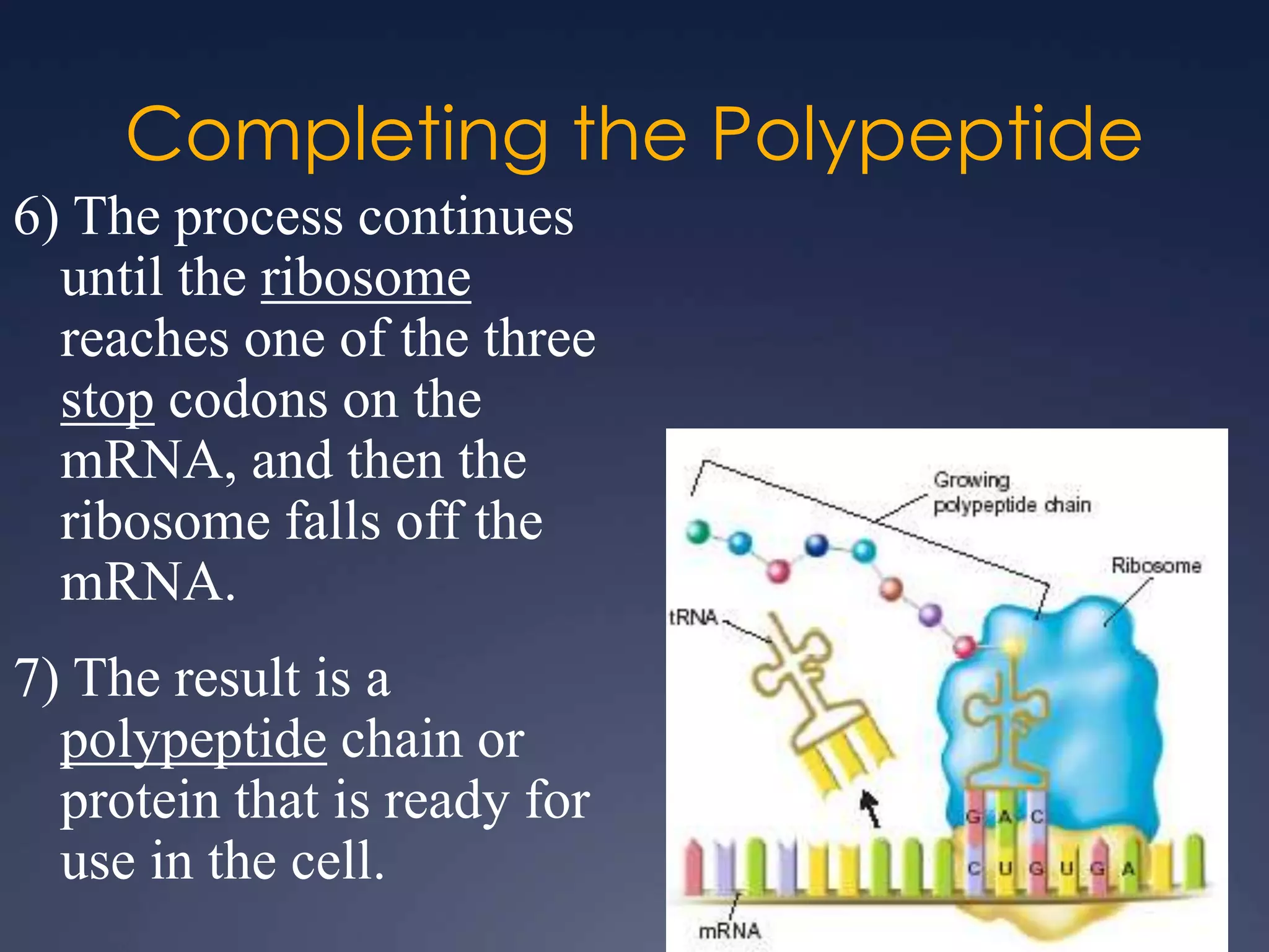 Completing the Polypeptide
6) The process continues
until the ribosome
reaches one of the three
stop codons on the
mRNA, and then the
ribosome falls off the
mRNA.
7) The result is a
polypeptide chain or
protein that is ready for
use in the cell.
 