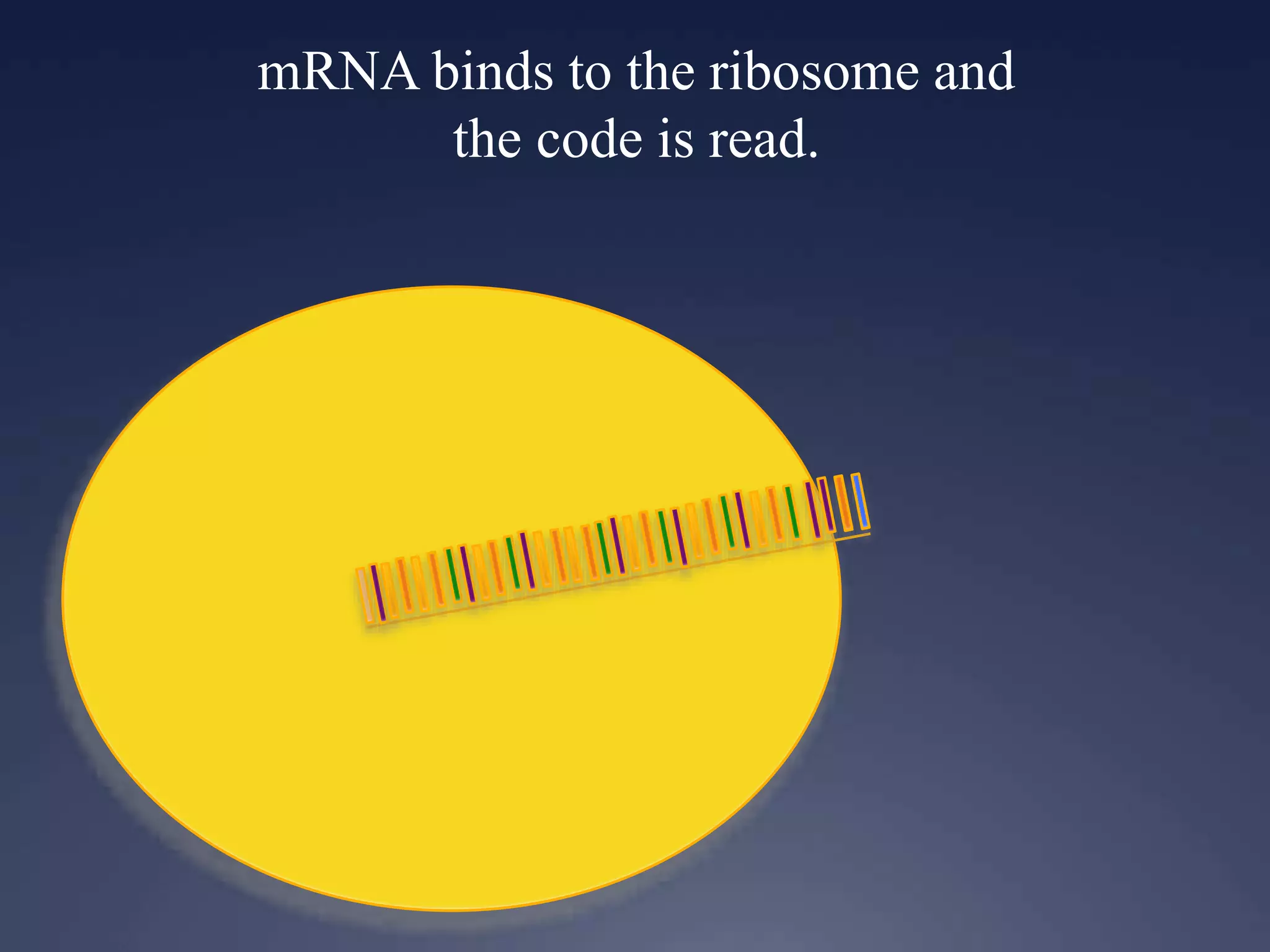 mRNA binds to the ribosome and
the code is read.
 