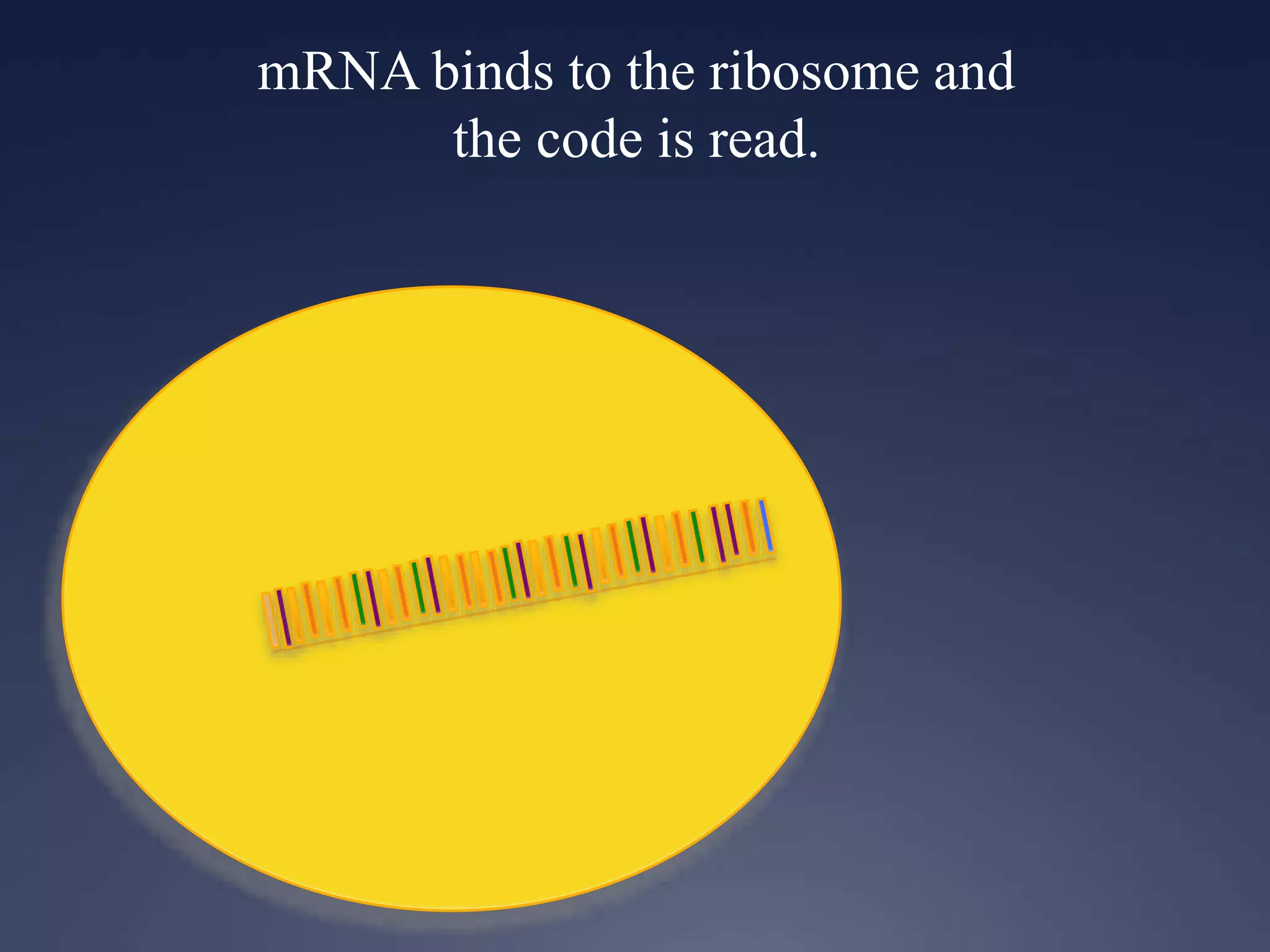 mRNA binds to the ribosome and
the code is read.
 