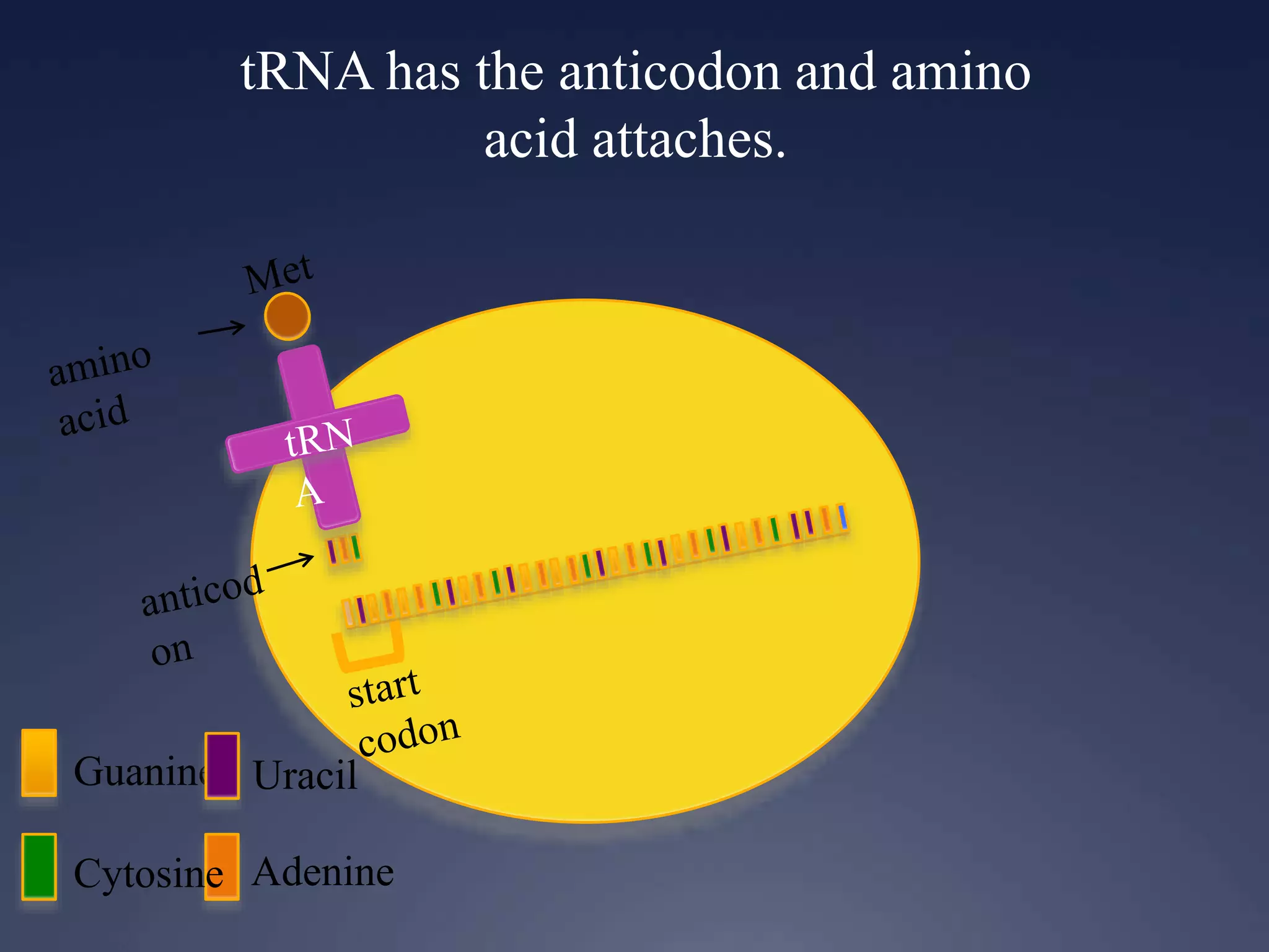 tRNA has the anticodon and amino
acid attaches.
Guanine
Cytosine Adenine
Uracil
 