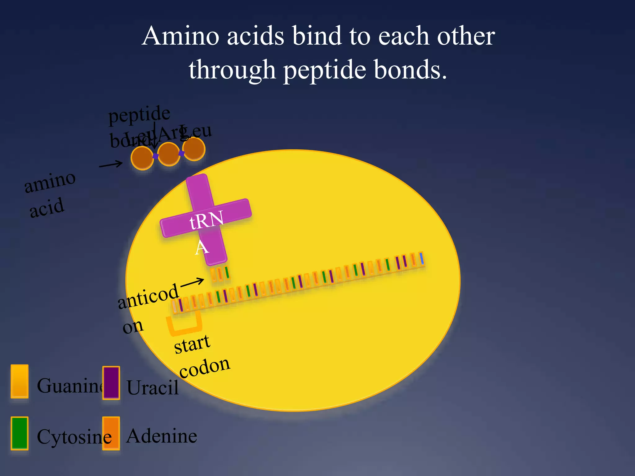 Amino acids bind to each other
through peptide bonds.
Guanine
Cytosine Adenine
Uracil
 
