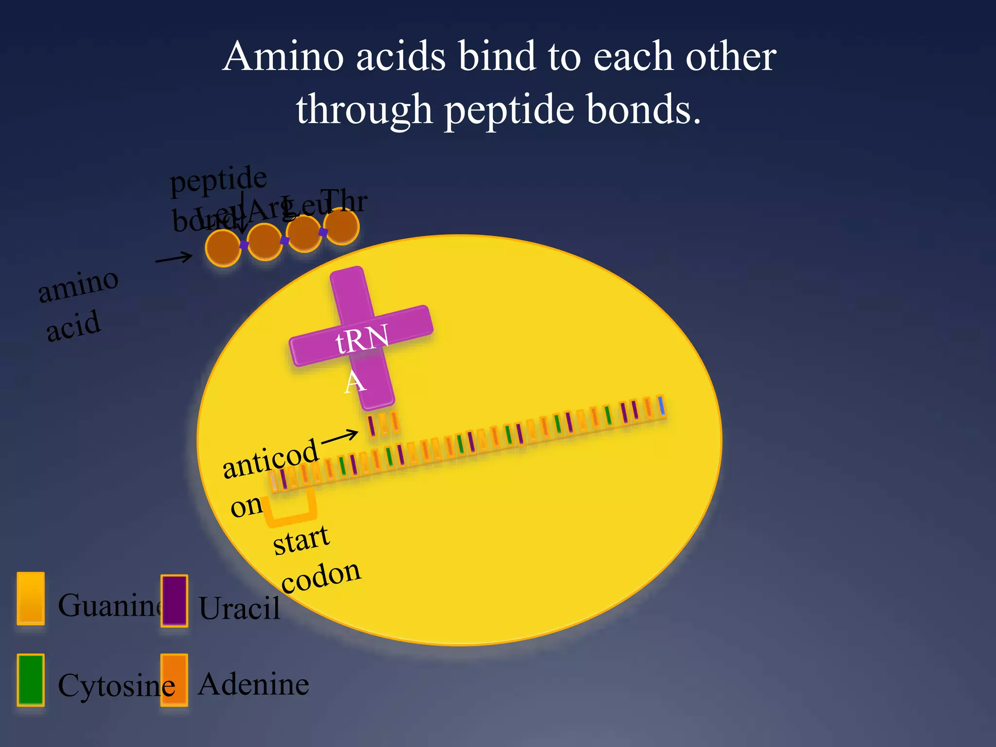 Amino acids bind to each other
through peptide bonds.
Guanine
Cytosine Adenine
Uracil
Thr
 