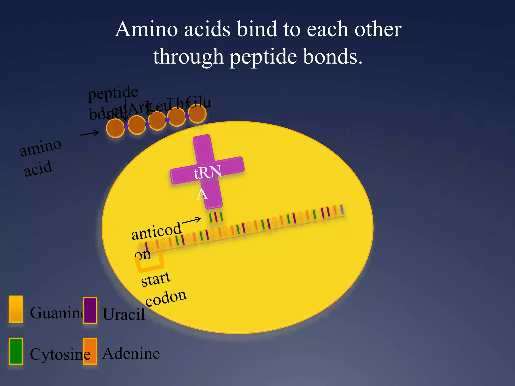 Amino acids bind to each other
through peptide bonds.
Guanine
Cytosine Adenine
Uracil
ThrGlu
 
