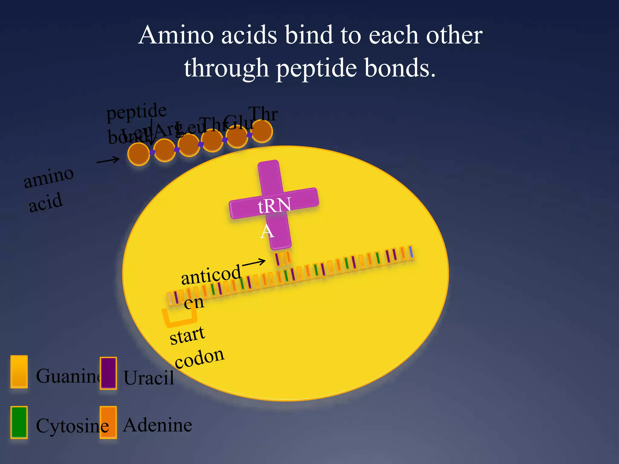 Amino acids bind to each other
through peptide bonds.
Guanine
Cytosine Adenine
Uracil
ThrGluThr
 