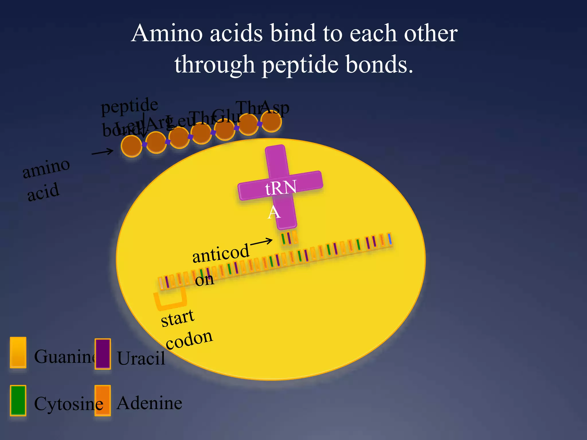 Amino acids bind to each other
through peptide bonds.
Guanine
Cytosine Adenine
Uracil
ThrGluThrAsp
 
