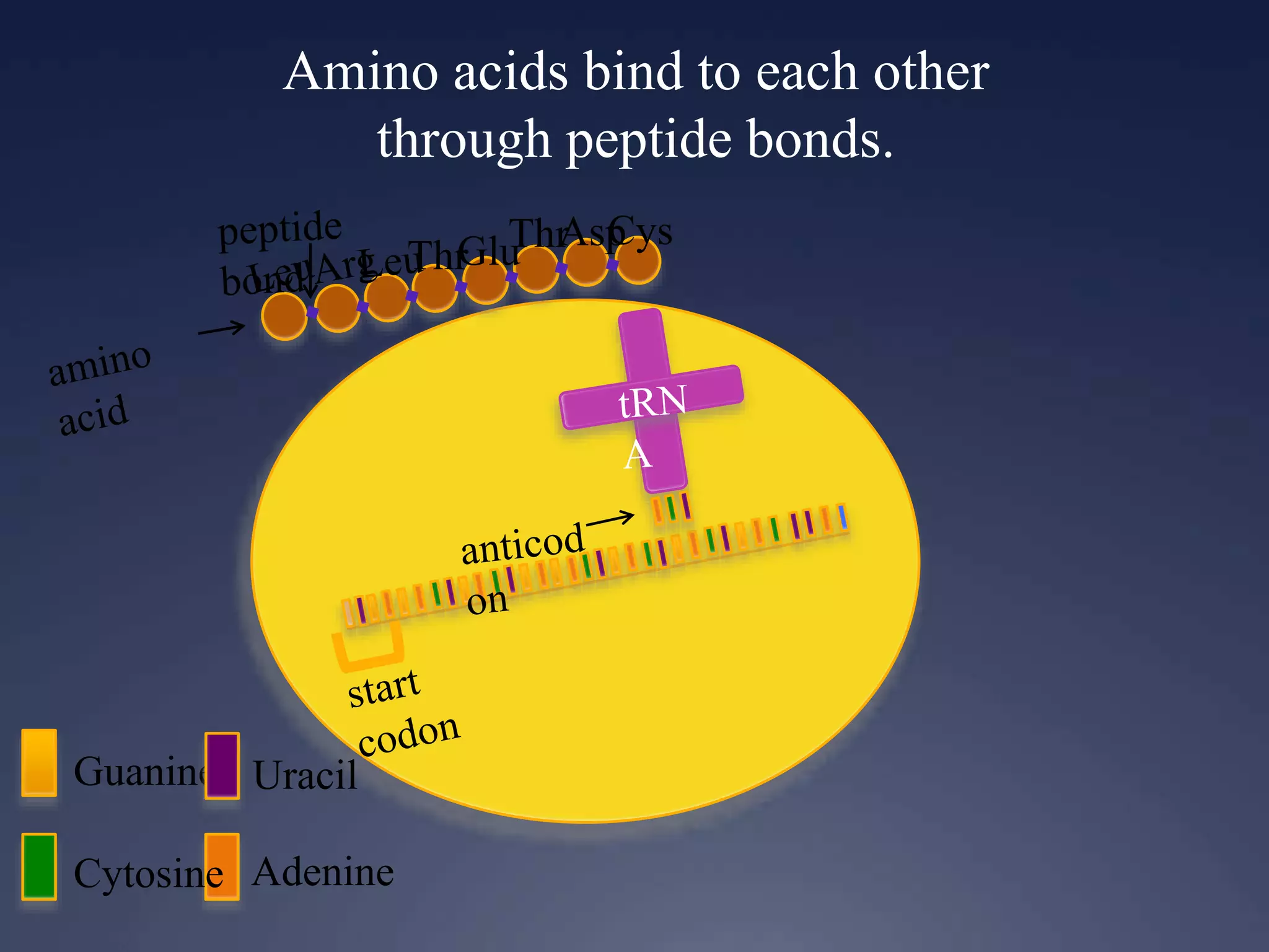 Amino acids bind to each other
through peptide bonds.
Guanine
Cytosine Adenine
Uracil
ThrGluThrAspCys
 