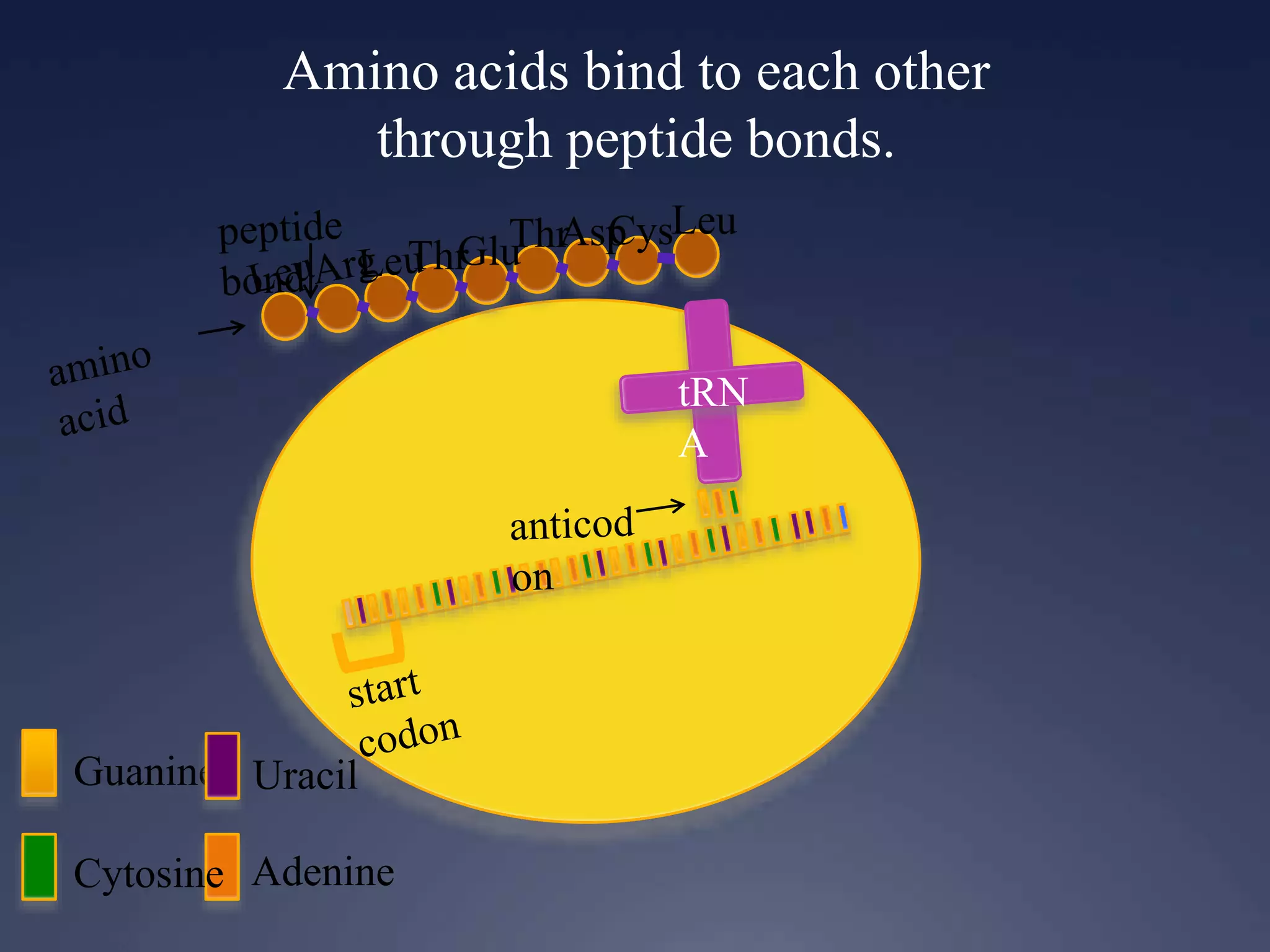 Amino acids bind to each other
through peptide bonds.
Guanine
Cytosine Adenine
Uracil
ThrGluThrAspCysLeu
 