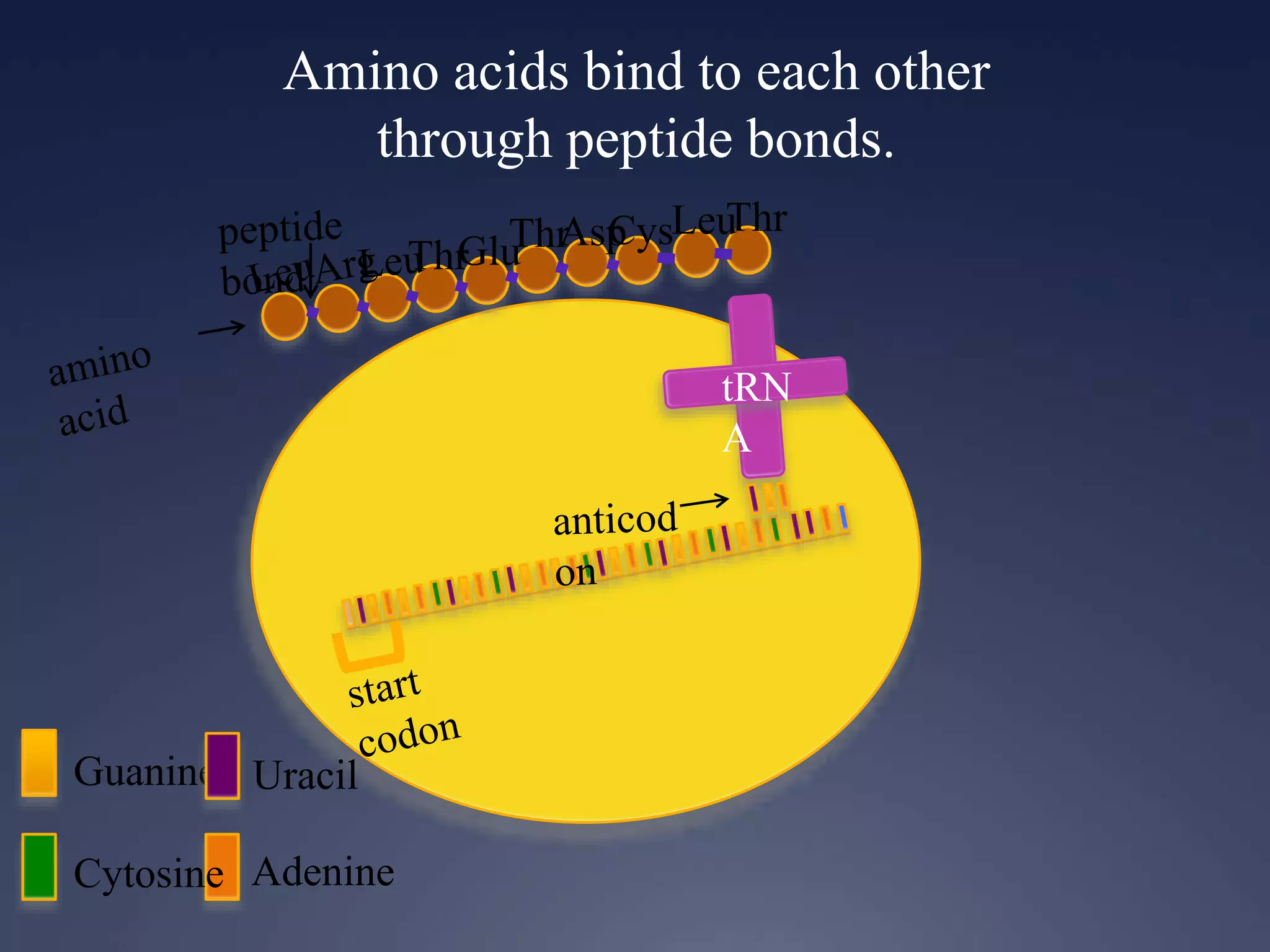 Amino acids bind to each other
through peptide bonds.
Guanine
Cytosine Adenine
Uracil
ThrGluThrAspCysLeuThr
 