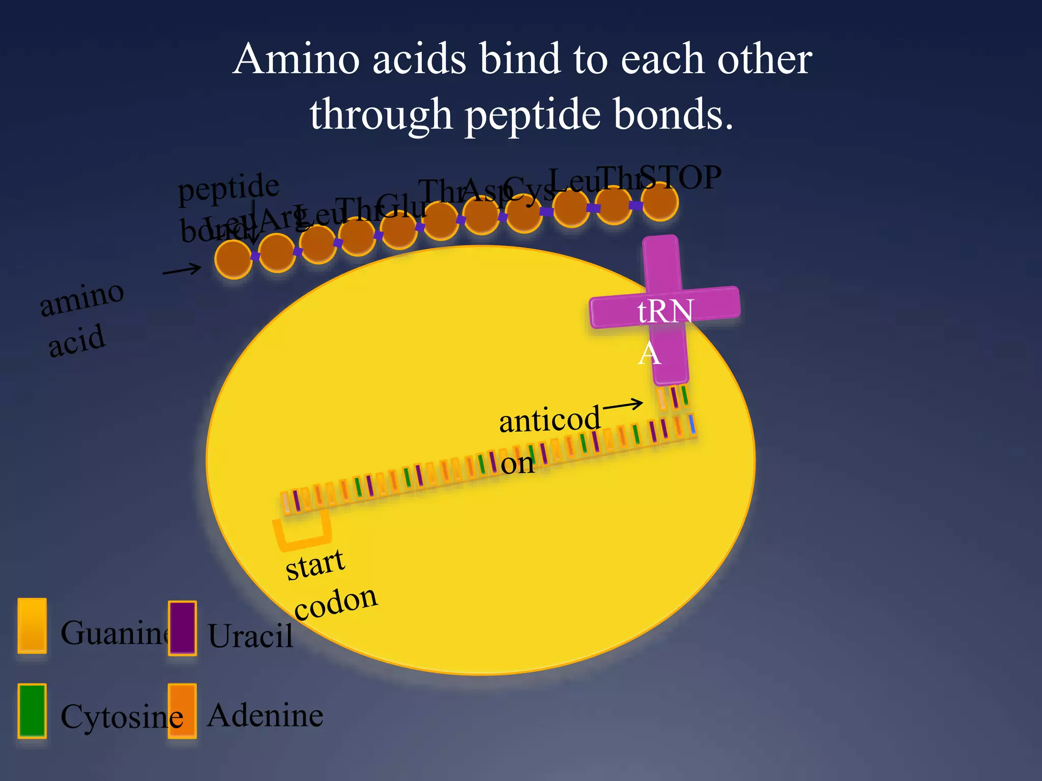 Amino acids bind to each other
through peptide bonds.
Guanine
Cytosine Adenine
Uracil
ThrGluThrAspCysLeuThrSTOP
 