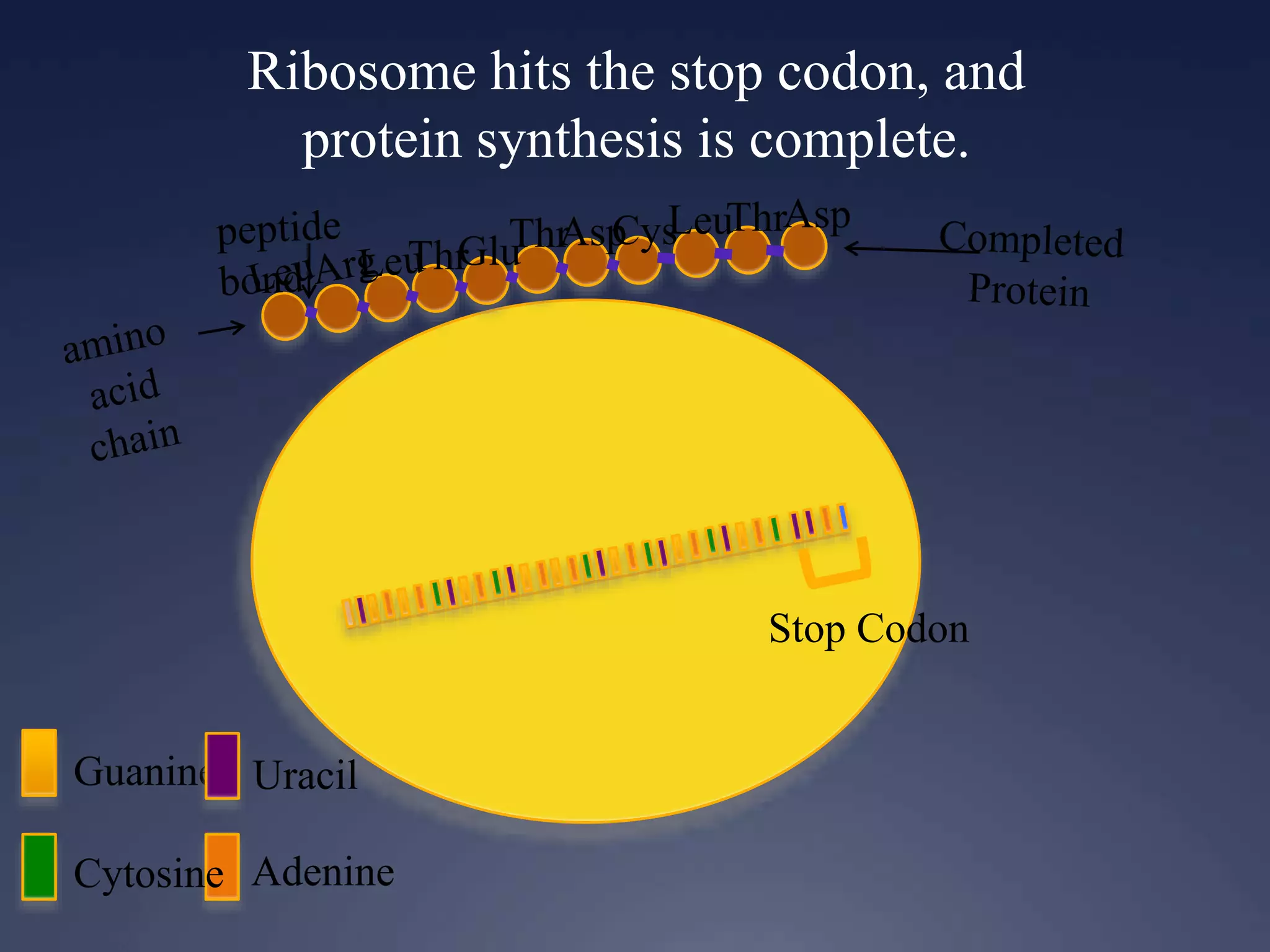 Ribosome hits the stop codon, and
protein synthesis is complete.
Guanine
Cytosine Adenine
Uracil
ThrGluThrAspCysLeuThrAsp
Stop Codon
 