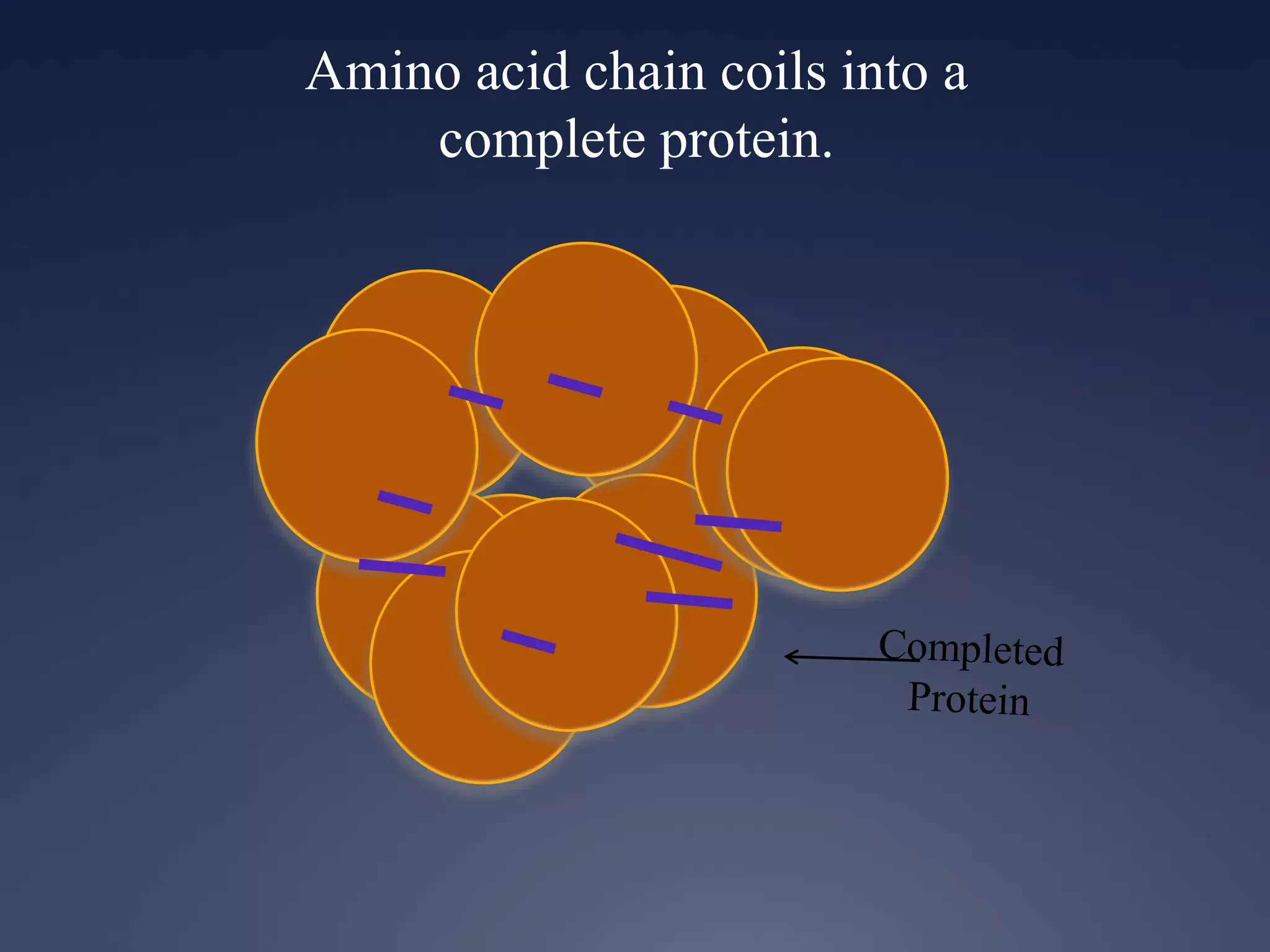 Amino acid chain coils into a
complete protein.
 