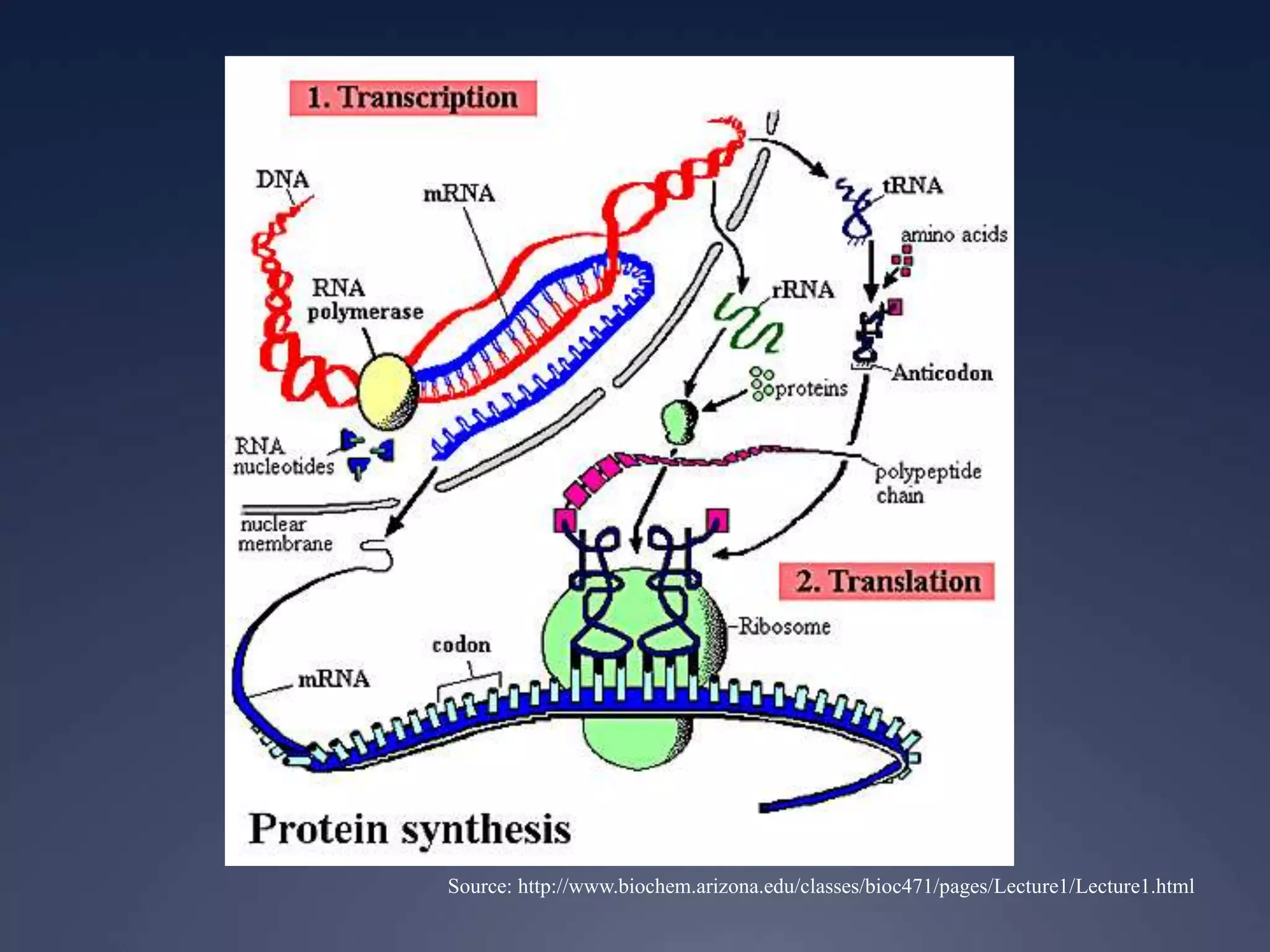 Source: http://www.biochem.arizona.edu/classes/bioc471/pages/Lecture1/Lecture1.html
 