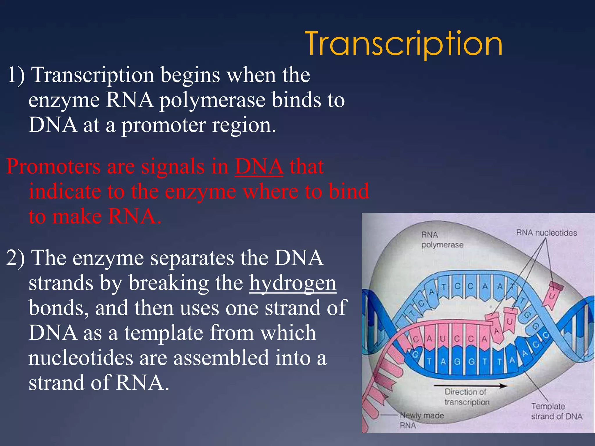 Transcription
1) Transcription begins when the
enzyme RNA polymerase binds to
DNA at a promoter region.
Promoters are signals in DNA that
indicate to the enzyme where to bind
to make RNA.
2) The enzyme separates the DNA
strands by breaking the hydrogen
bonds, and then uses one strand of
DNA as a template from which
nucleotides are assembled into a
strand of RNA.
 