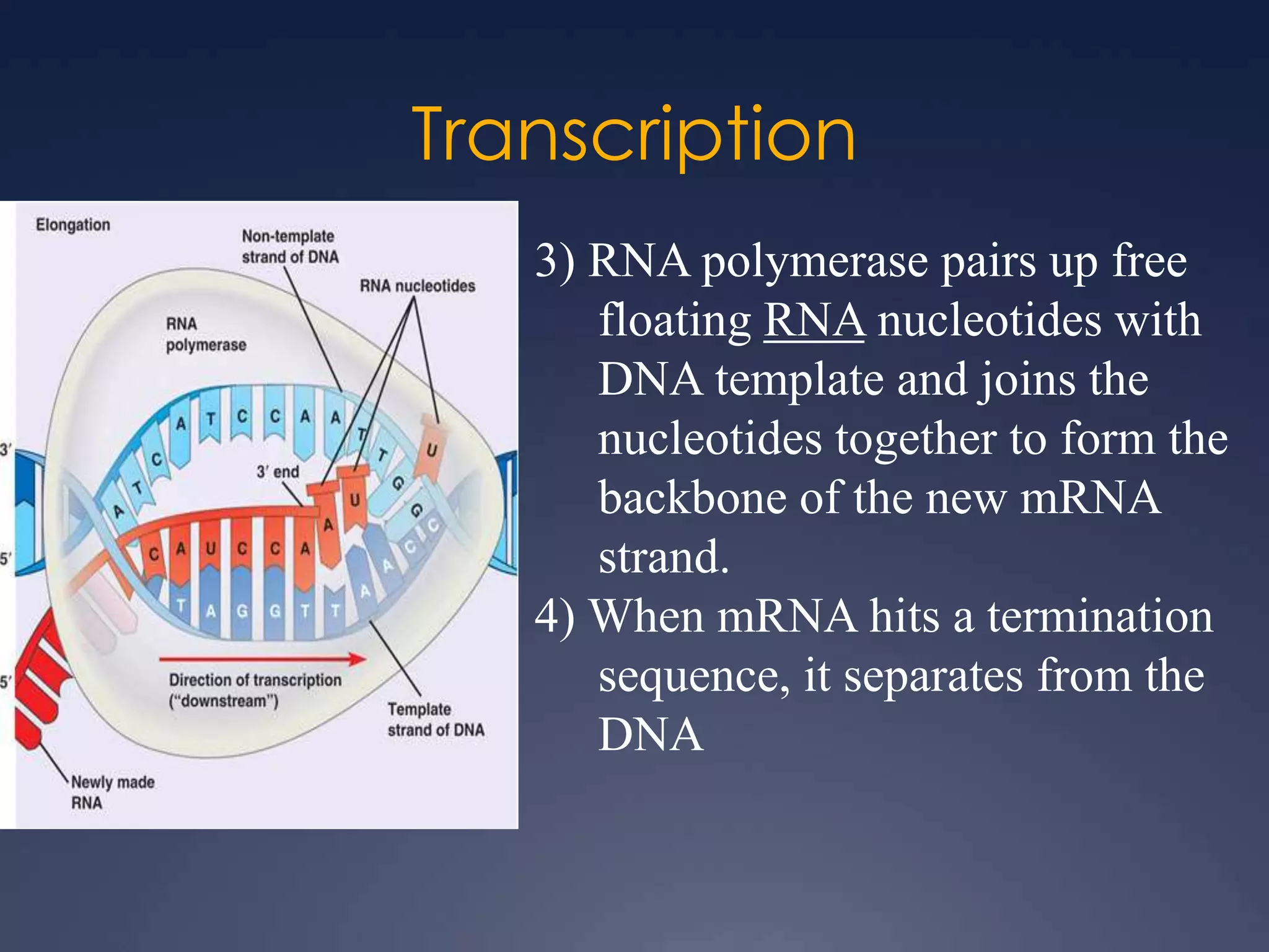 Transcription
3) RNA polymerase pairs up free
floating RNA nucleotides with
DNA template and joins the
nucleotides together to form the
backbone of the new mRNA
strand.
4) When mRNA hits a termination
sequence, it separates from the
DNA
 