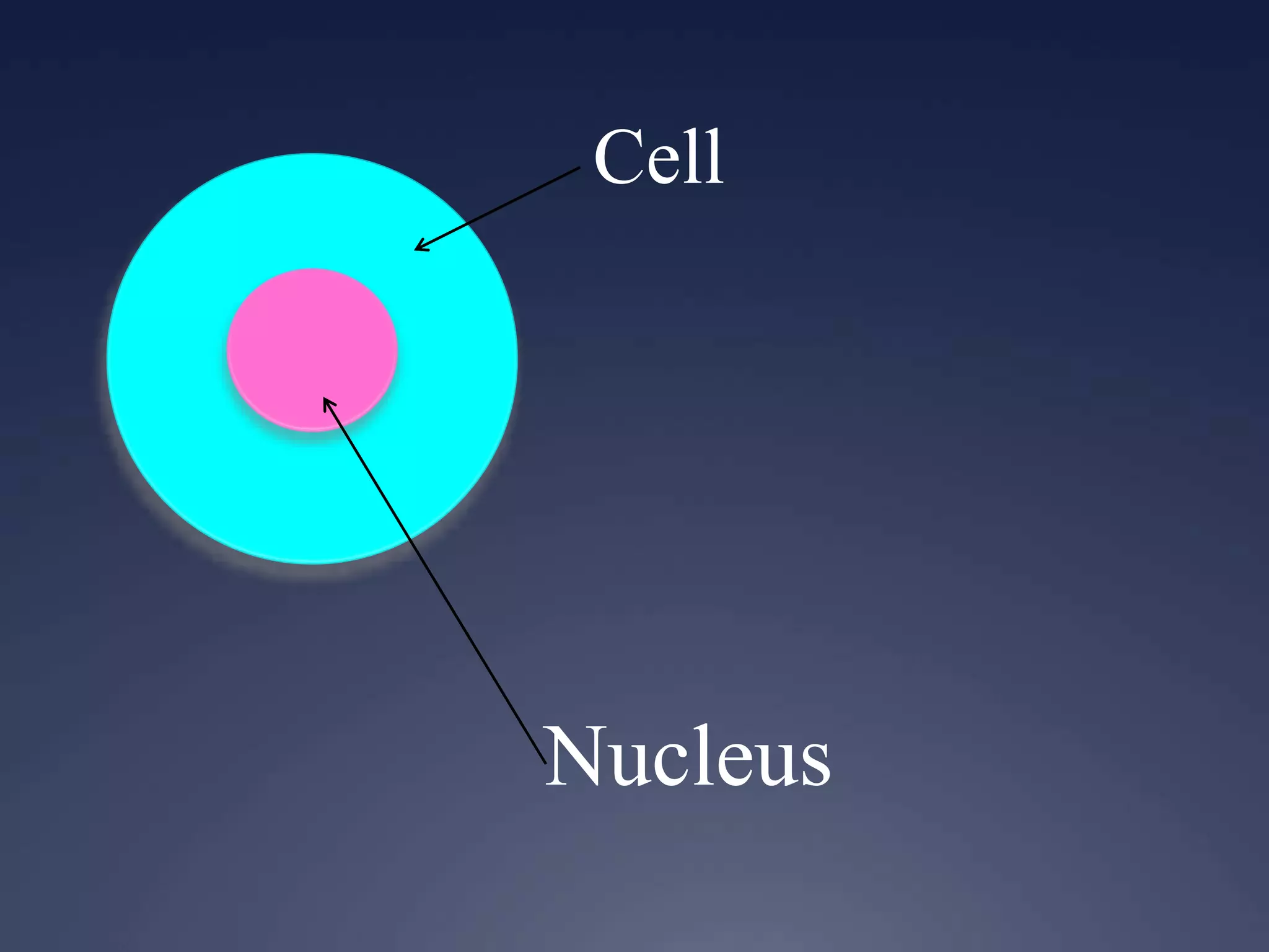 Cell
Nucleus
 