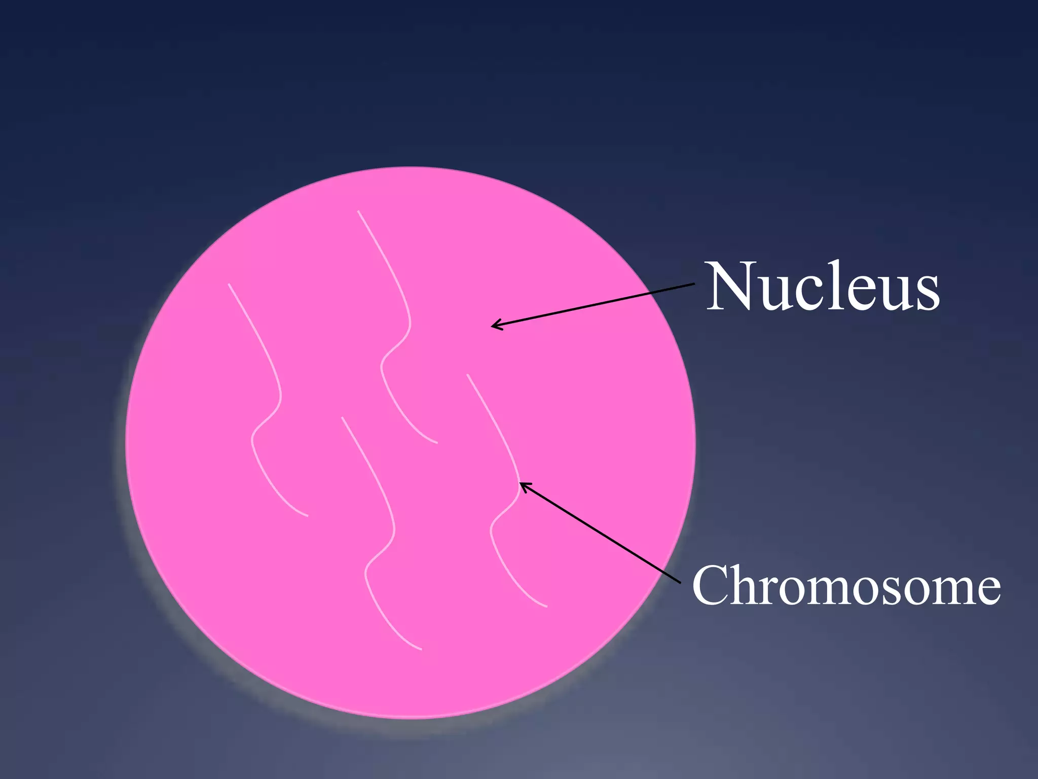 Nucleus
Chromosome
 