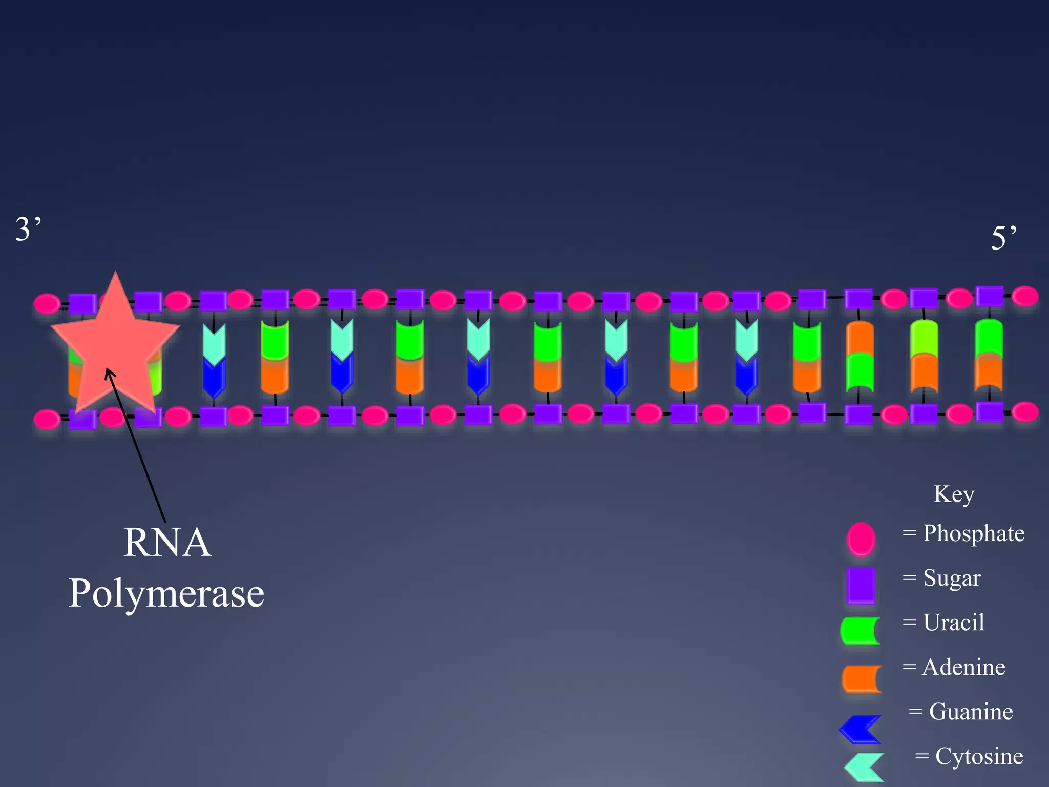 Key
= Phosphate
= Sugar
= Uracil
= Adenine
= Guanine
= Cytosine
RNA
Polymerase
3’ 5’
 