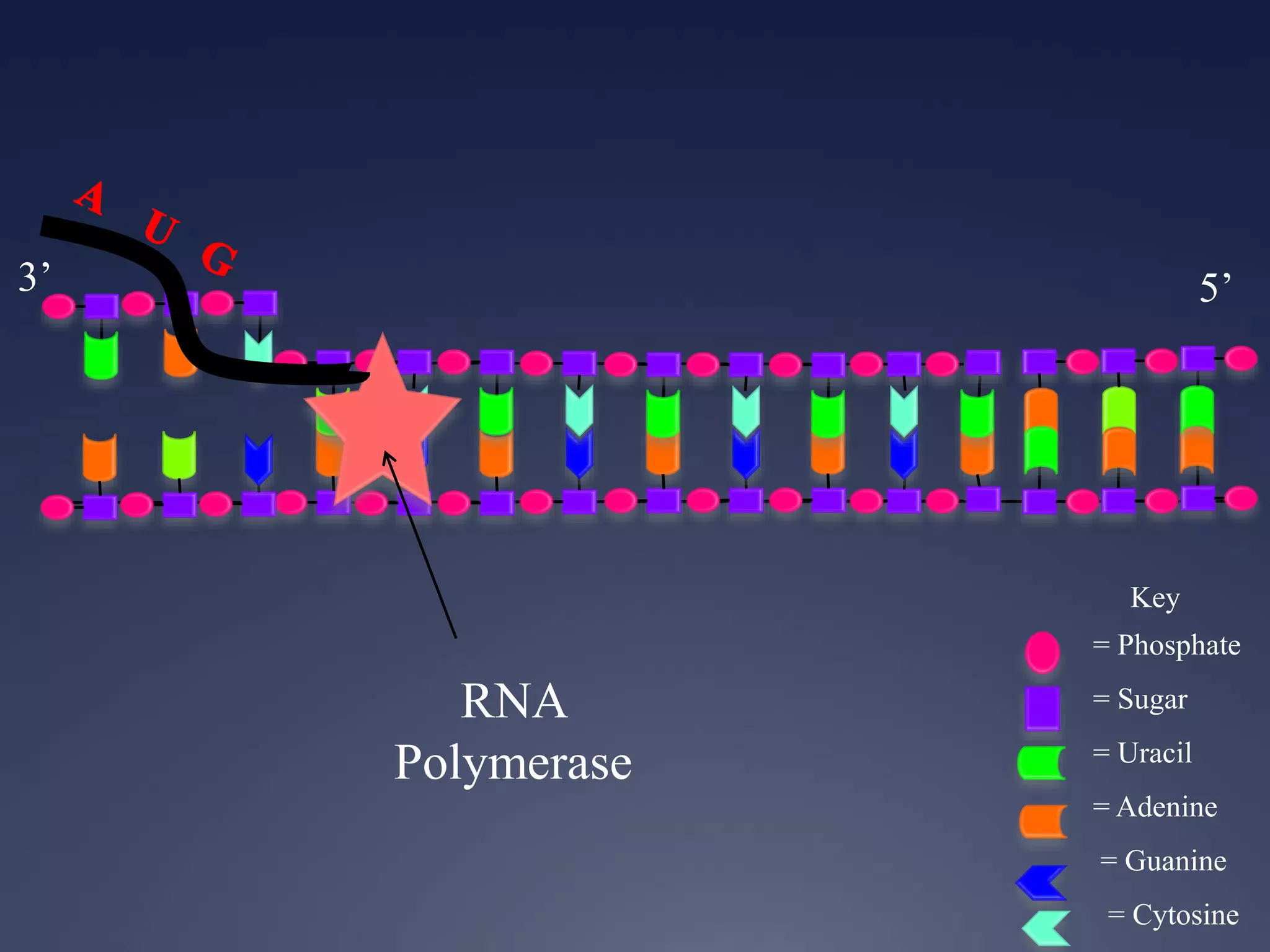 Key
= Phosphate
= Sugar
= Uracil
= Adenine
= Guanine
= Cytosine
RNA
Polymerase
3’ 5’
 