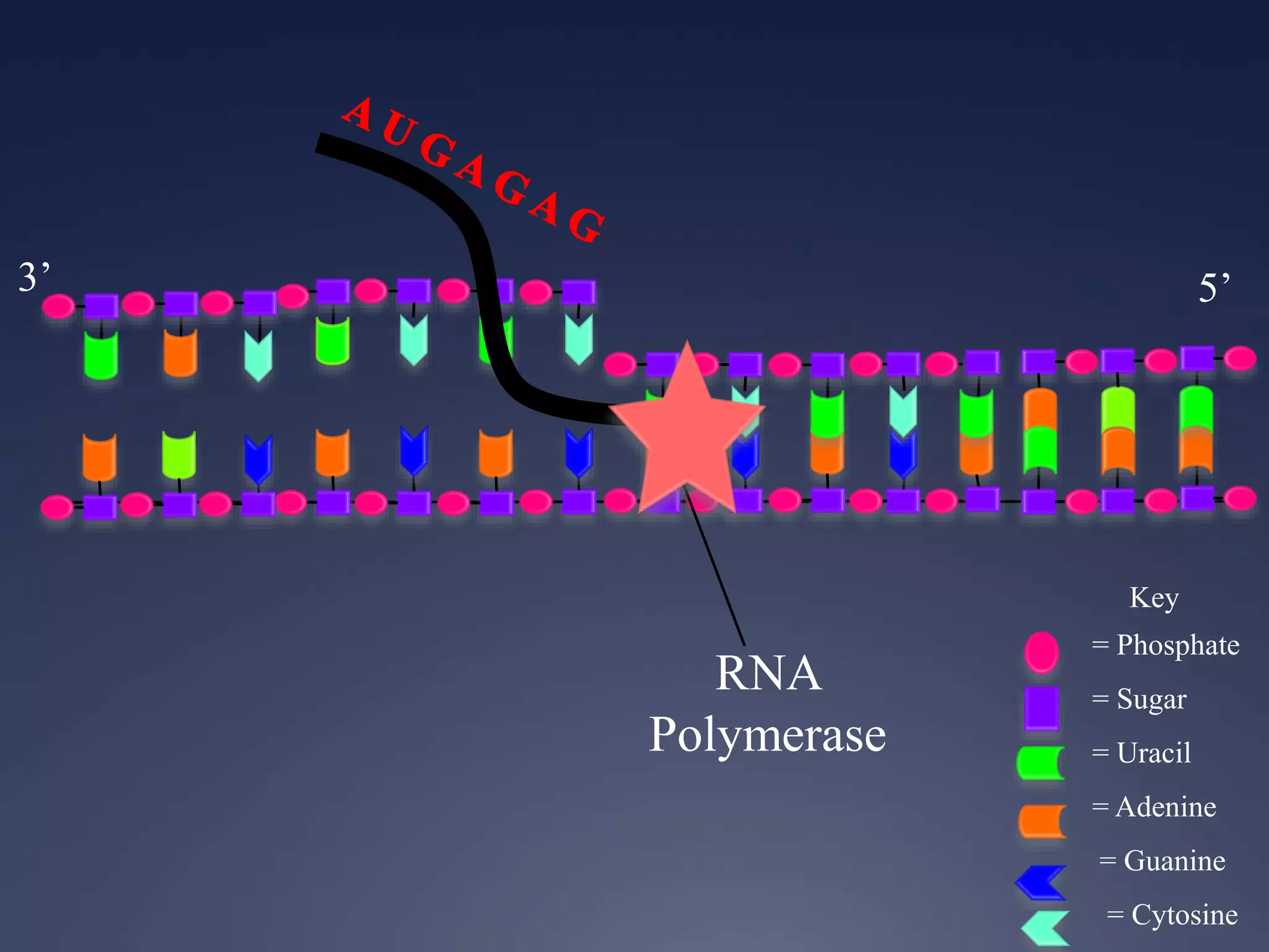 Key
= Phosphate
= Sugar
= Uracil
= Adenine
= Guanine
= Cytosine
RNA
Polymerase
3’ 5’
 
