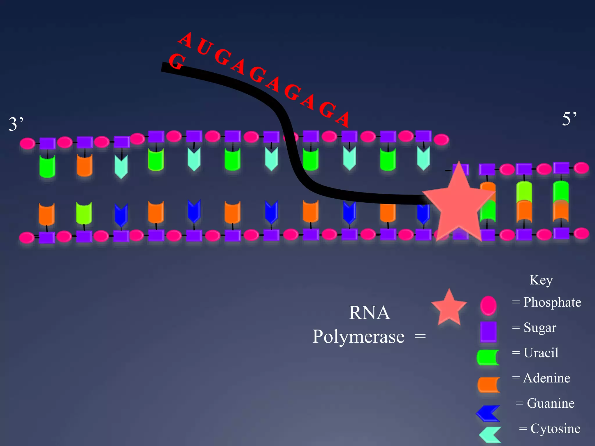 Key
= Phosphate
= Sugar
= Uracil
= Adenine
= Guanine
= Cytosine
RNA
Polymerase =
3’ 5’
 
