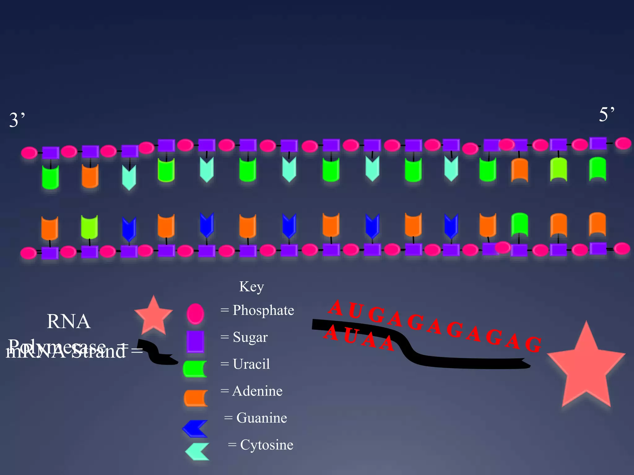 Key
= Phosphate
= Sugar
= Uracil
= Adenine
= Guanine
= Cytosine
RNA
Polymerase =
3’ 5’
mRNA Strand =
 