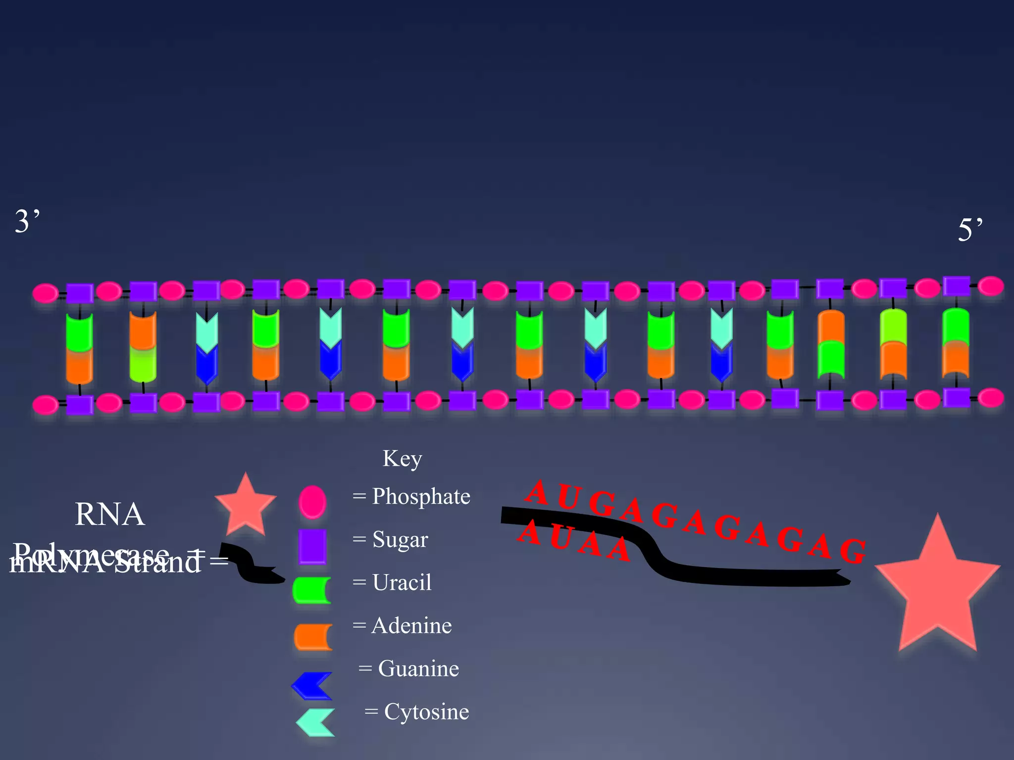 Key
= Phosphate
= Sugar
= Uracil
= Adenine
= Guanine
= Cytosine
RNA
Polymerase =mRNA Strand =
3’ 5’
 