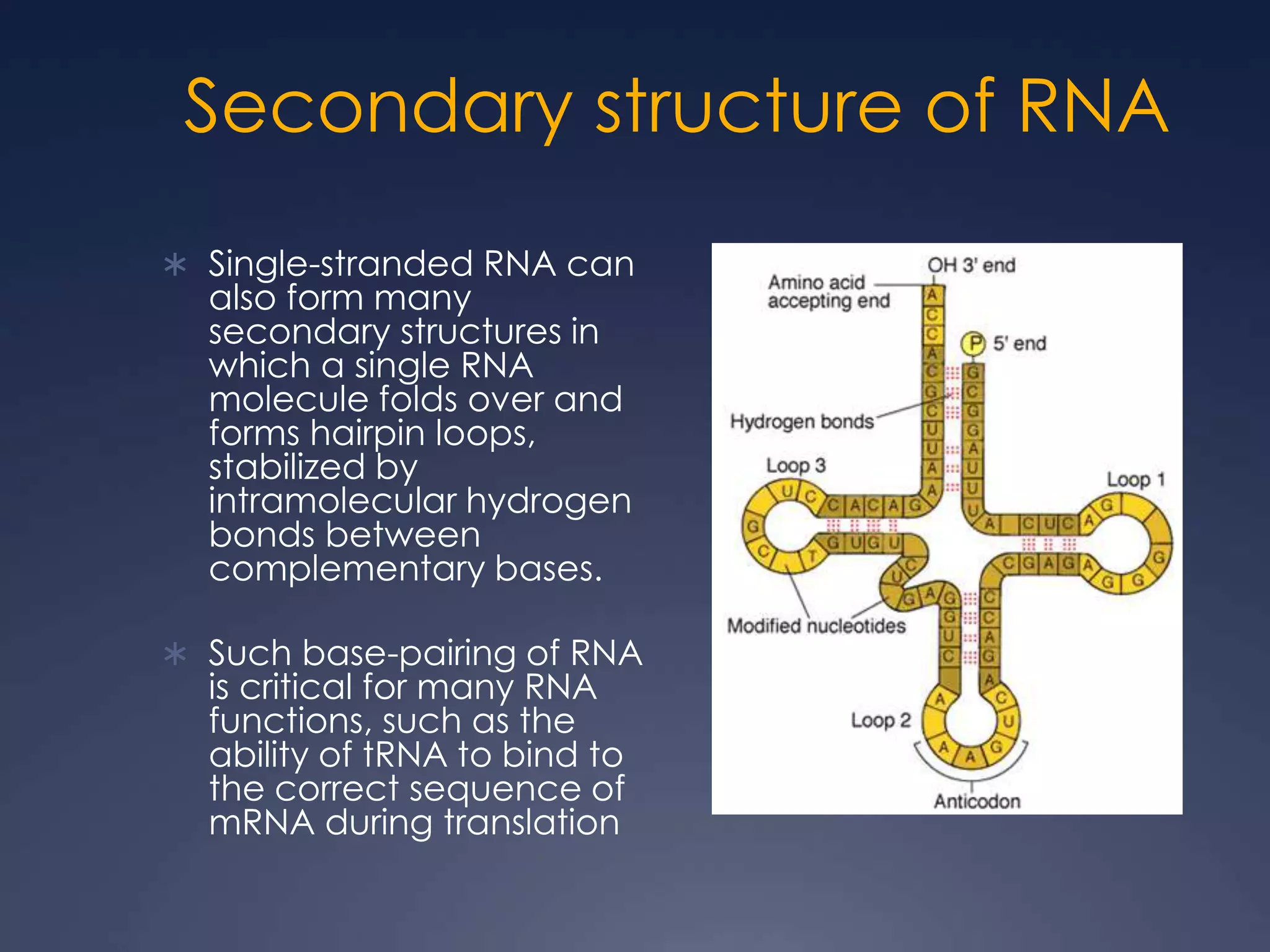 Secondary structure of RNA
 Single-stranded RNA can
also form many
secondary structures in
which a single RNA
molecule folds over and
forms hairpin loops,
stabilized by
intramolecular hydrogen
bonds between
complementary bases.
 Such base-pairing of RNA
is critical for many RNA
functions, such as the
ability of tRNA to bind to
the correct sequence of
mRNA during translation
 