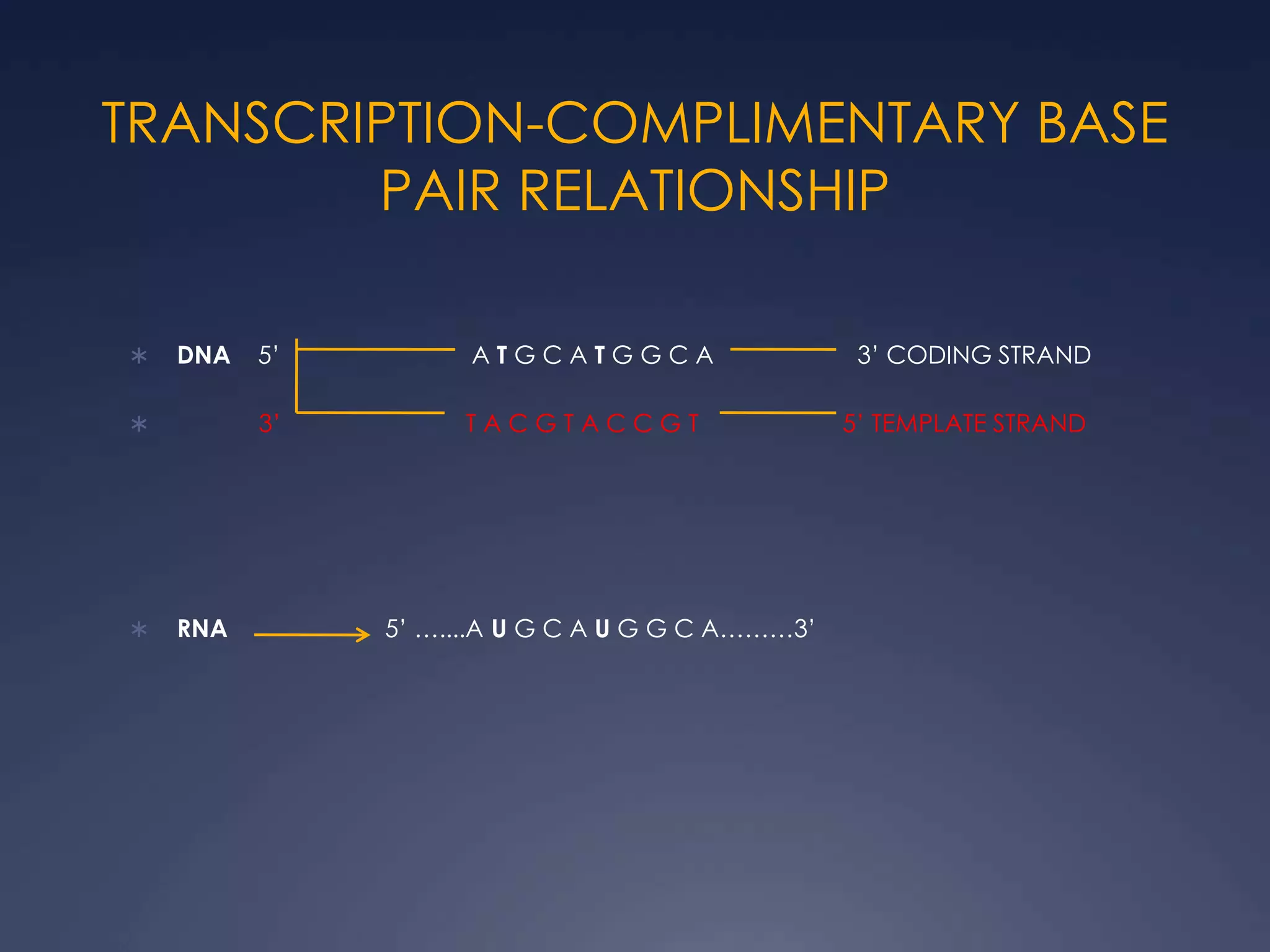 TRANSCRIPTION-COMPLIMENTARY BASE
PAIR RELATIONSHIP
 DNA 5’ A T G C A T G G C A 3’ CODING STRAND
 3’ T A C G T A C C G T 5’ TEMPLATE STRAND
 RNA 5’ …....A U G C A U G G C A………3’
 