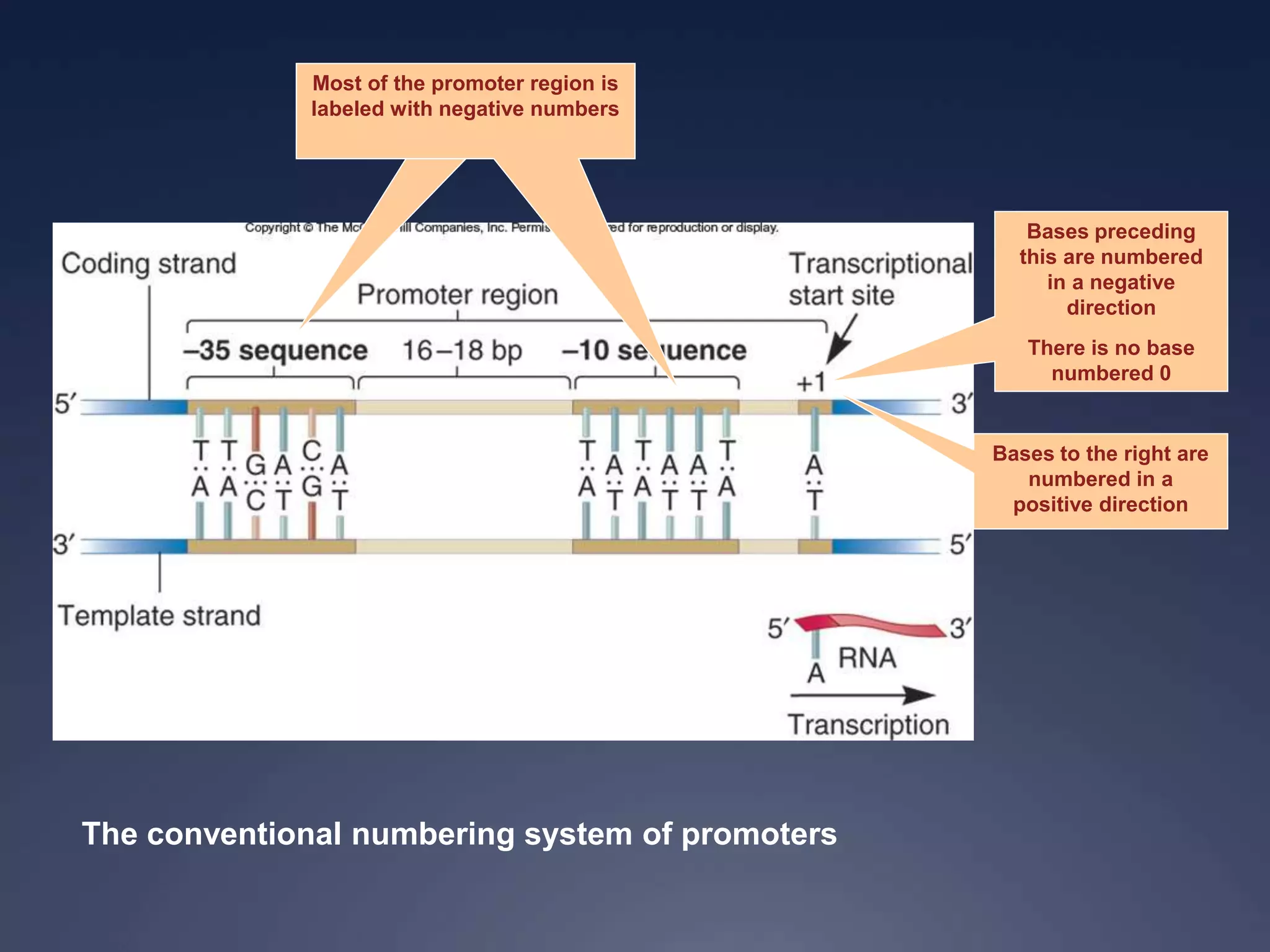 The conventional numbering system of promoters
Bases preceding
this are numbered
in a negative
direction
There is no base
numbered 0
Bases to the right are
numbered in a
positive direction
Most of the promoter region is
labeled with negative numbers
 