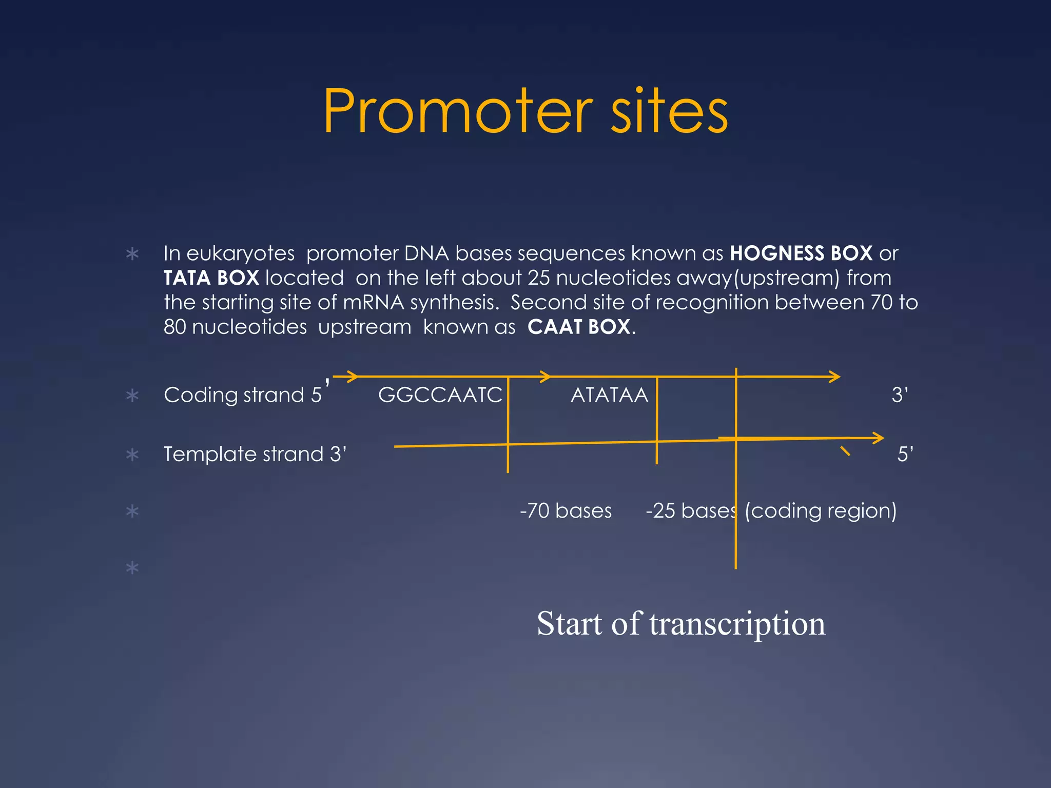 Promoter sites
 In eukaryotes promoter DNA bases sequences known as HOGNESS BOX or
TATA BOX located on the left about 25 nucleotides away(upstream) from
the starting site of mRNA synthesis. Second site of recognition between 70 to
80 nucleotides upstream known as CAAT BOX.
 Coding strand 5’ GGCCAATC ATATAA 3’
 Template strand 3’ 5’
 -70 bases -25 bases (coding region)

Start of transcription
 