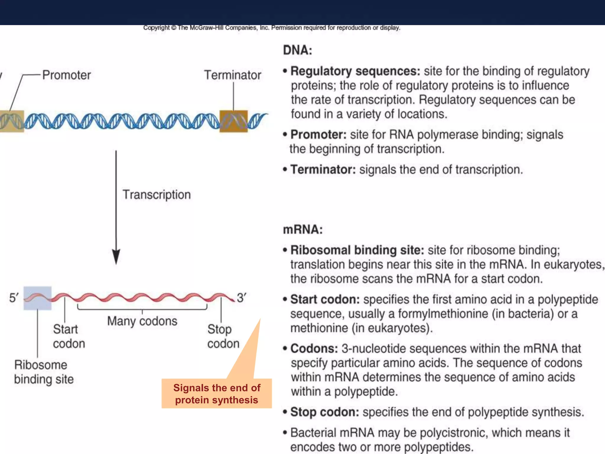 Signals the end of
protein synthesis
 