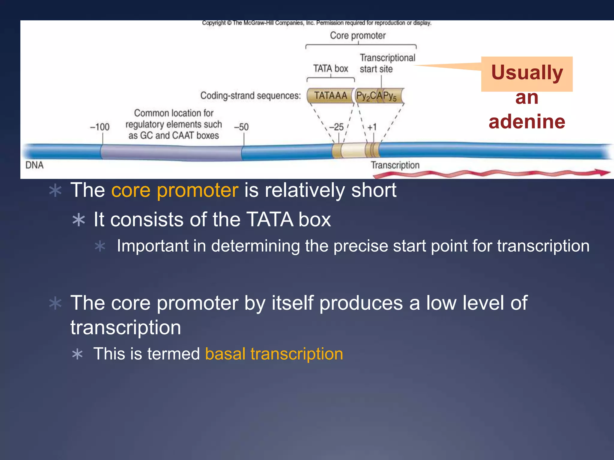 Usually
an
adenine
 The core promoter is relatively short
 It consists of the TATA box
 Important in determining the precise start point for transcription
 The core promoter by itself produces a low level of
transcription
 This is termed basal transcription
 