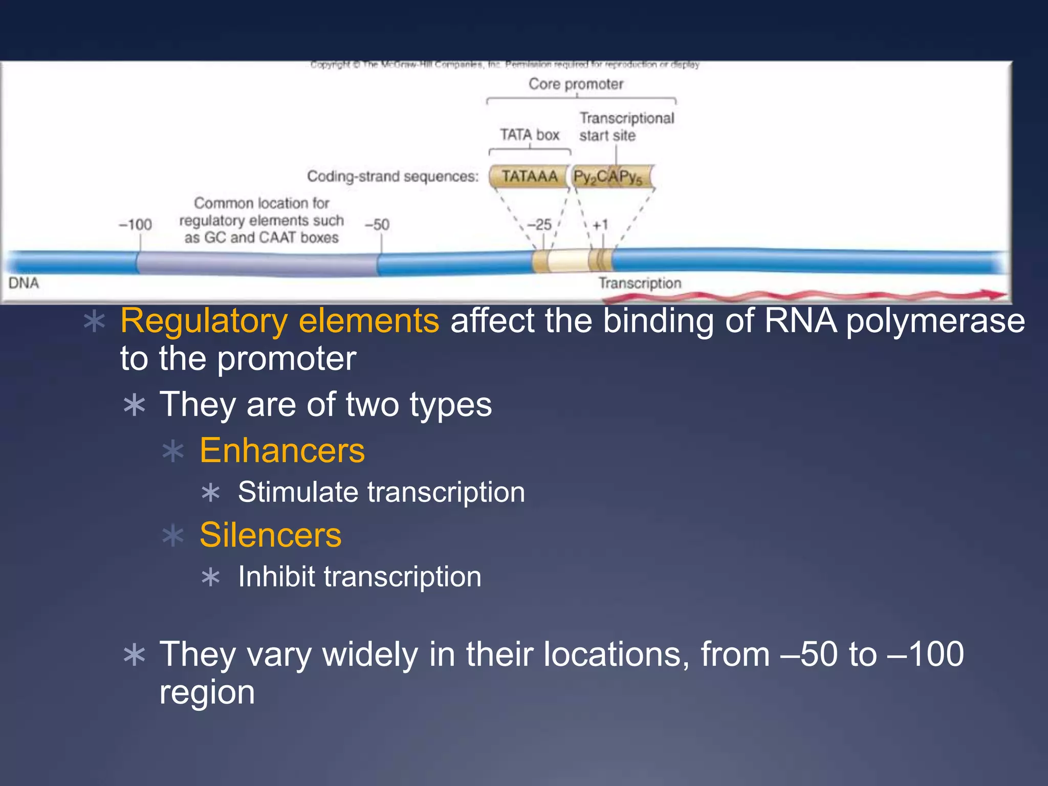  Regulatory elements affect the binding of RNA polymerase
to the promoter
 They are of two types
 Enhancers
 Stimulate transcription
 Silencers
 Inhibit transcription
 They vary widely in their locations, from –50 to –100
region
 