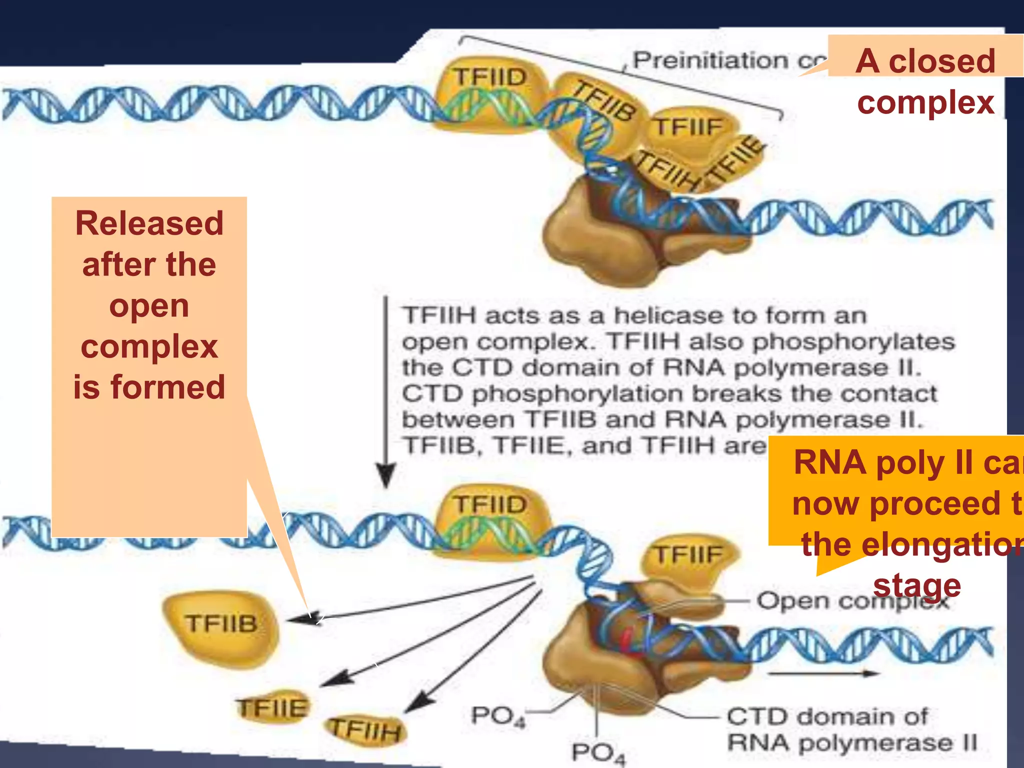 A closed
complex
Released
after the
open
complex
is formed
RNA poly II can
now proceed to
the elongation
stage
 