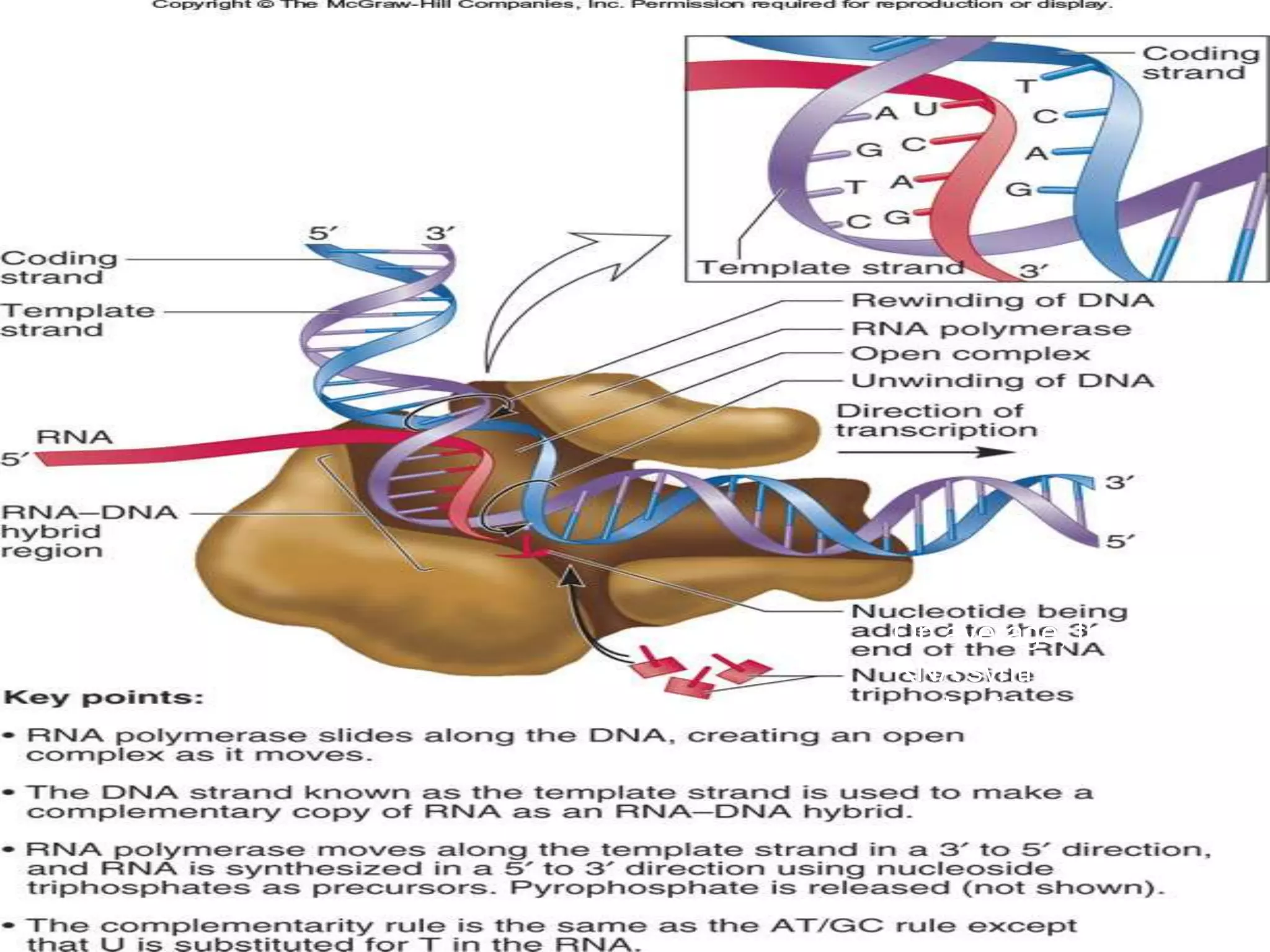 12-26
Similar to the
synthesis of DNA
via DNA polymerase
Figure 12.8
On average, the rate of
RNA synthesis is about 43
nucleotides per second!
 