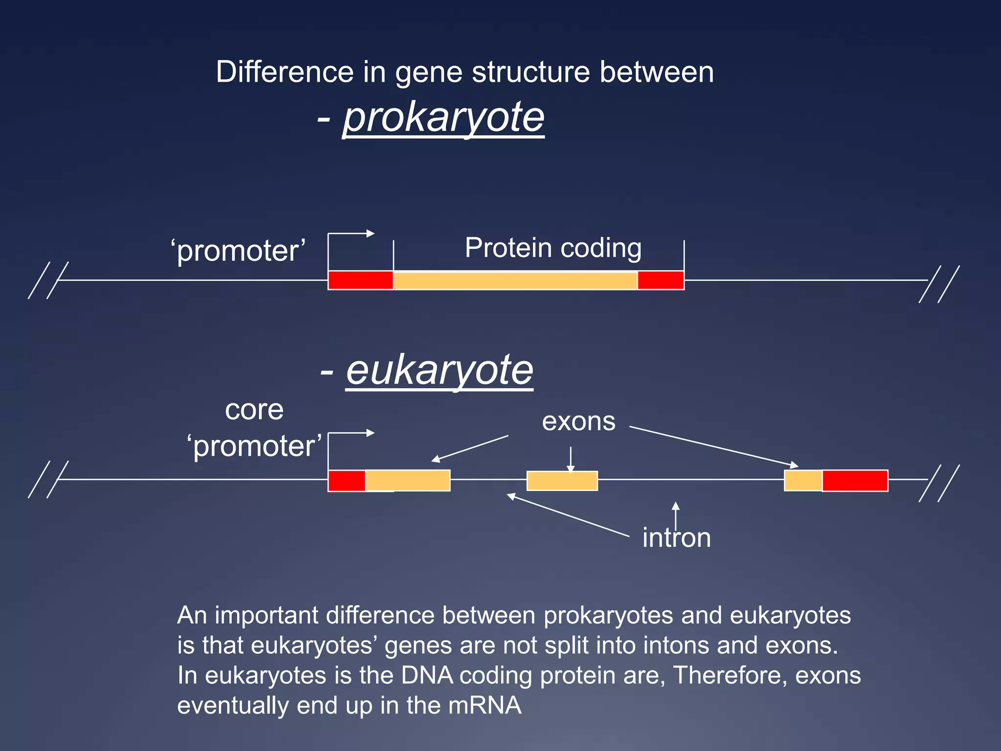 ‘promoter’ Protein coding
Difference in gene structure between
- prokaryote
- eukaryote
core
‘promoter’
An important difference between prokaryotes and eukaryotes
is that eukaryotes’ genes are not split into intons and exons.
In eukaryotes is the DNA coding protein are, Therefore, exons
eventually end up in the mRNA
intron
exons
 