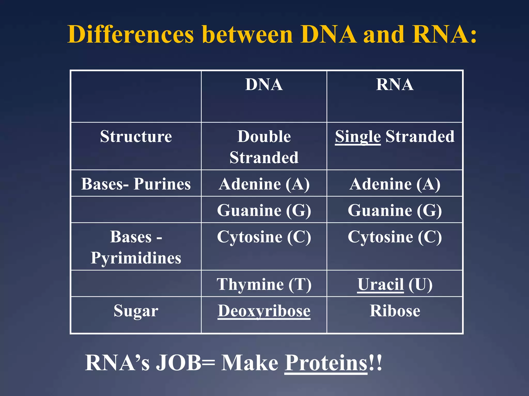 DNA RNA
Structure Double
Stranded
Single Stranded
Bases- Purines Adenine (A) Adenine (A)
Guanine (G) Guanine (G)
Bases -
Pyrimidines
Cytosine (C) Cytosine (C)
Thymine (T) Uracil (U)
Sugar Deoxyribose Ribose
Differences between DNA and RNA:
RNA’s JOB= Make Proteins!!
 