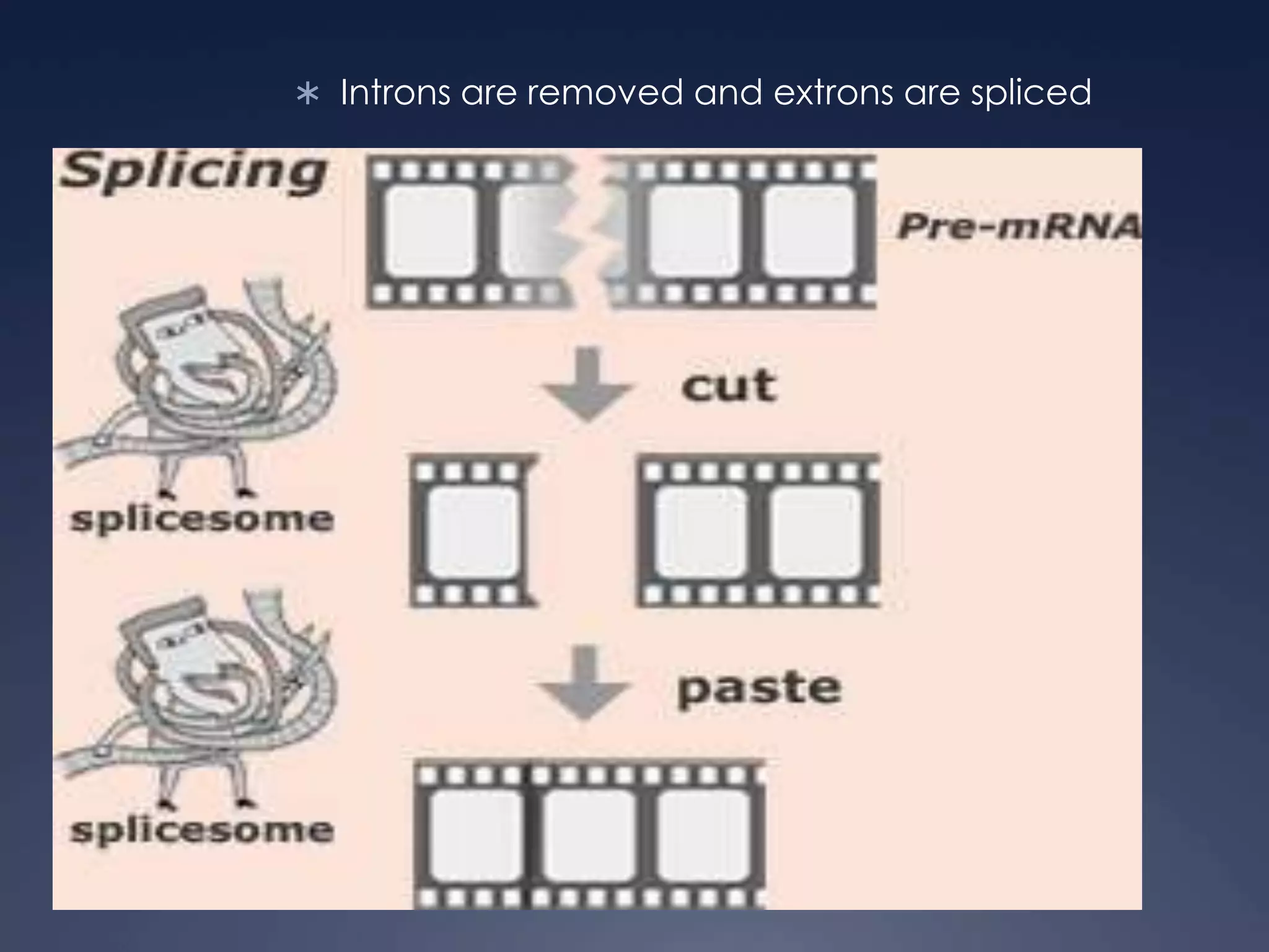  Introns are removed and extrons are spliced
 
