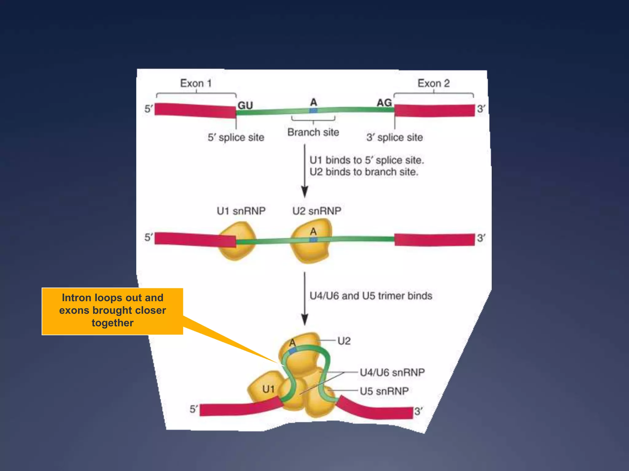 Intron loops out and
exons brought closer
together
 