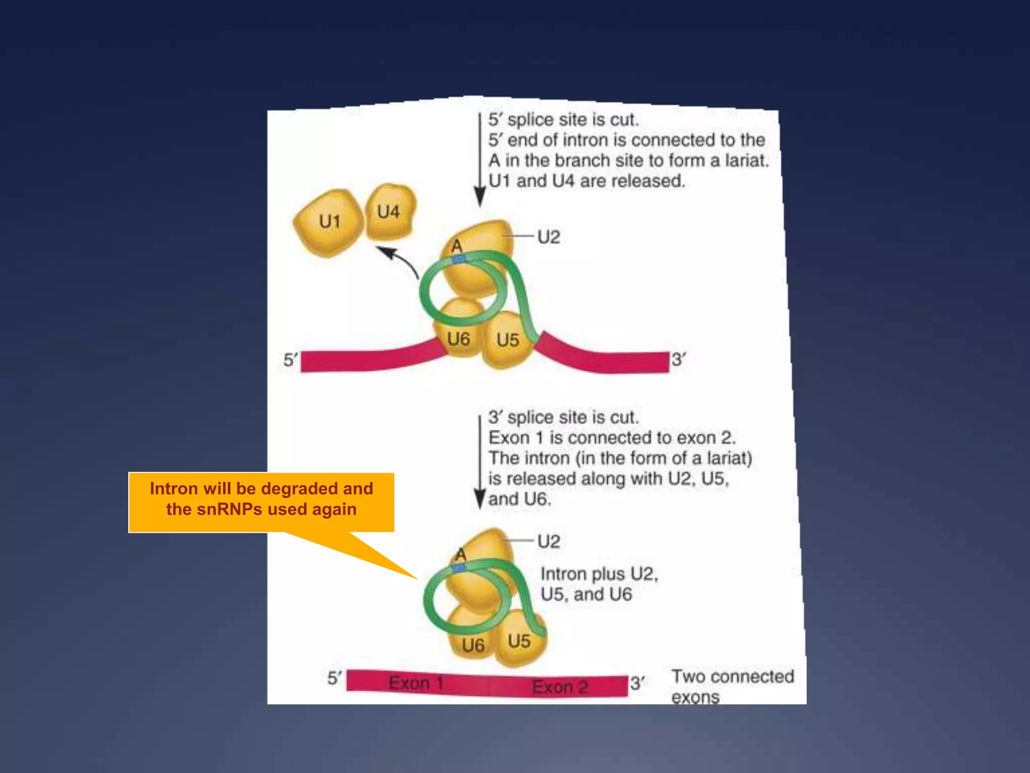 Intron will be degraded and
the snRNPs used again
 