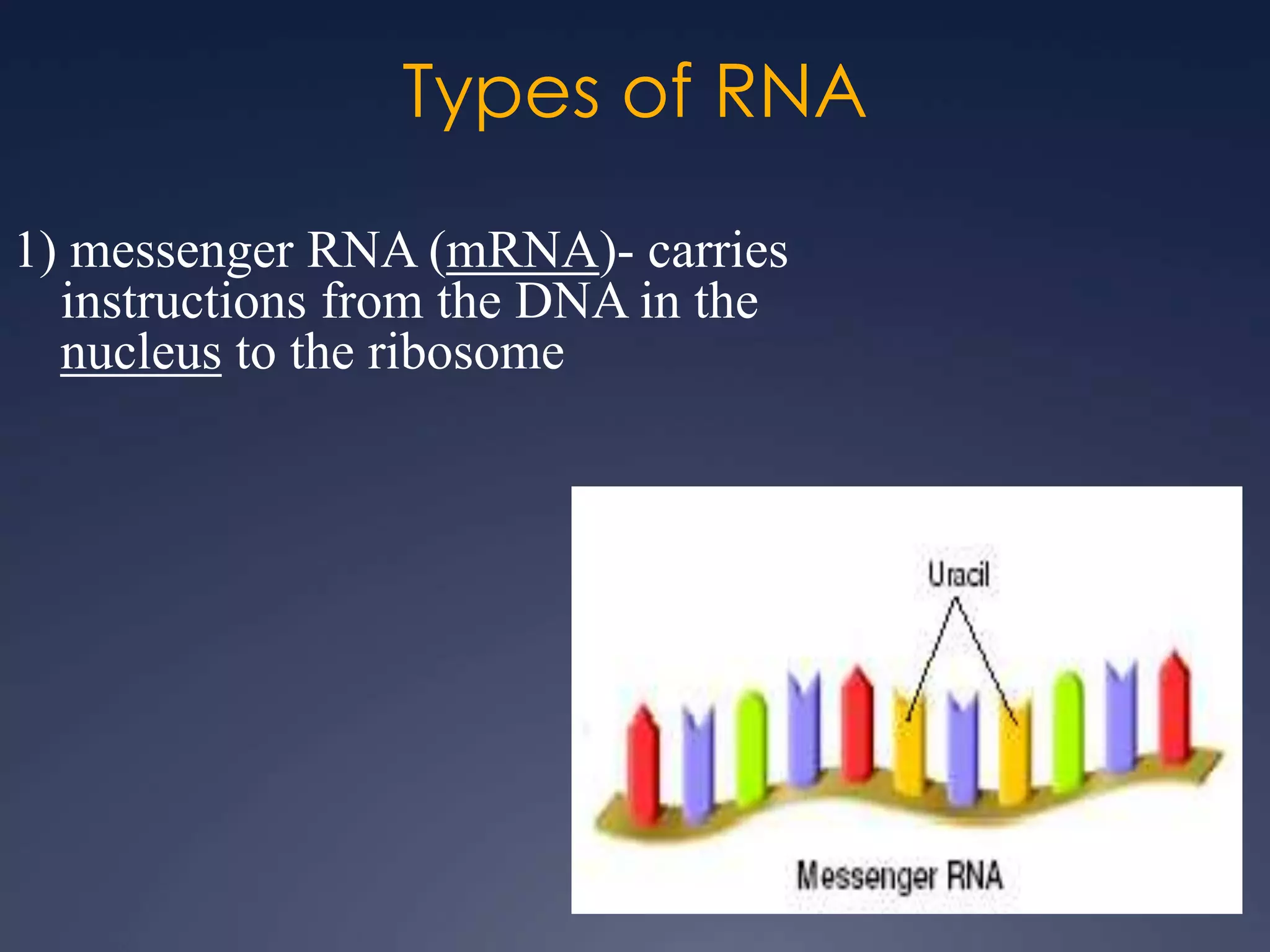 Types of RNA
1) messenger RNA (mRNA)- carries
instructions from the DNA in the
nucleus to the ribosome
 