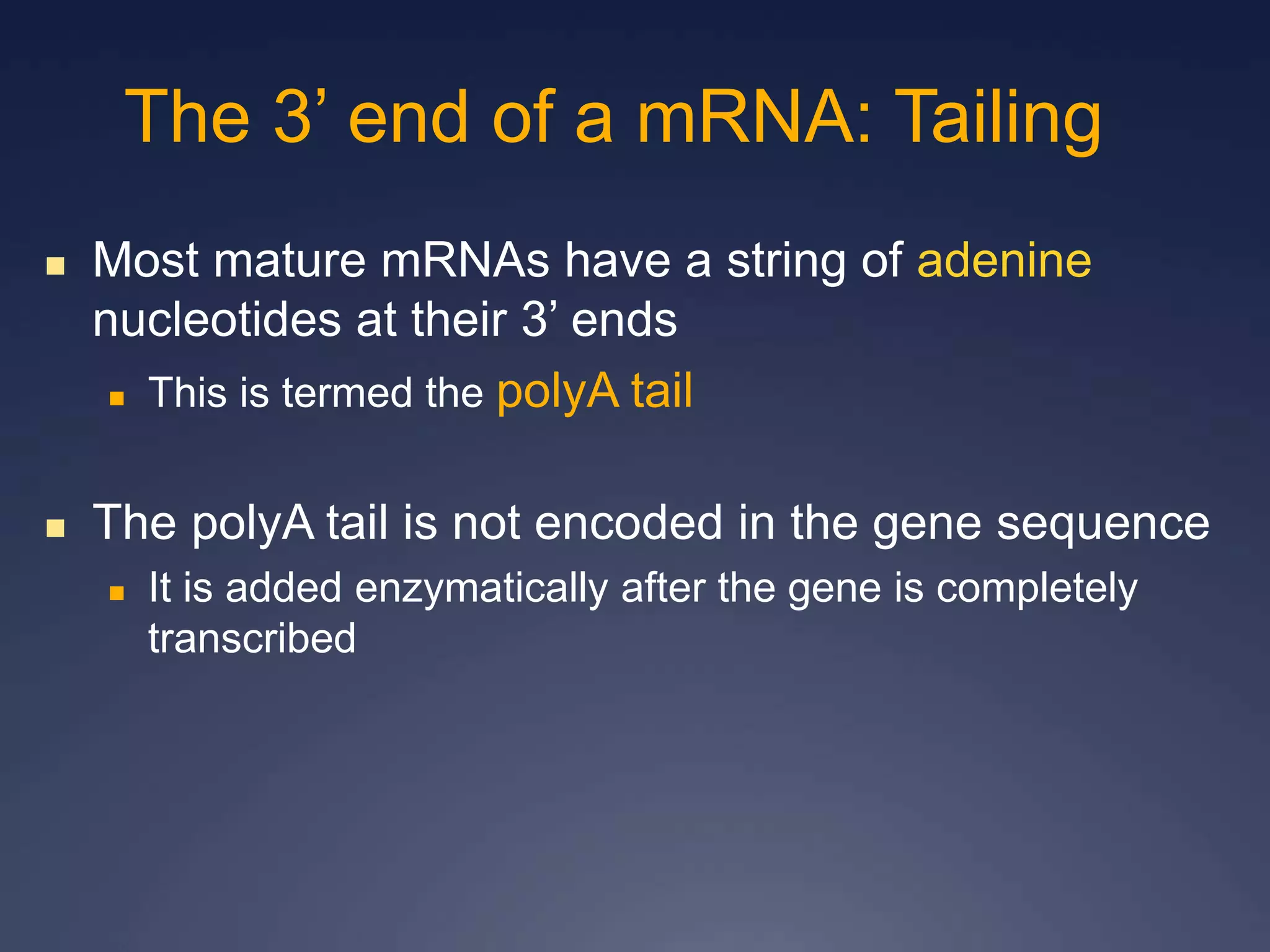  Most mature mRNAs have a string of adenine
nucleotides at their 3’ ends
 This is termed the polyA tail
 The polyA tail is not encoded in the gene sequence
 It is added enzymatically after the gene is completely
transcribed
The 3’ end of a mRNA: Tailing
 