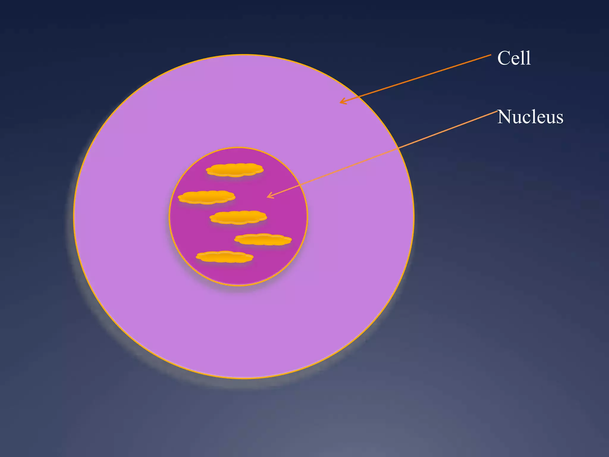 Cell
Nucleus
 