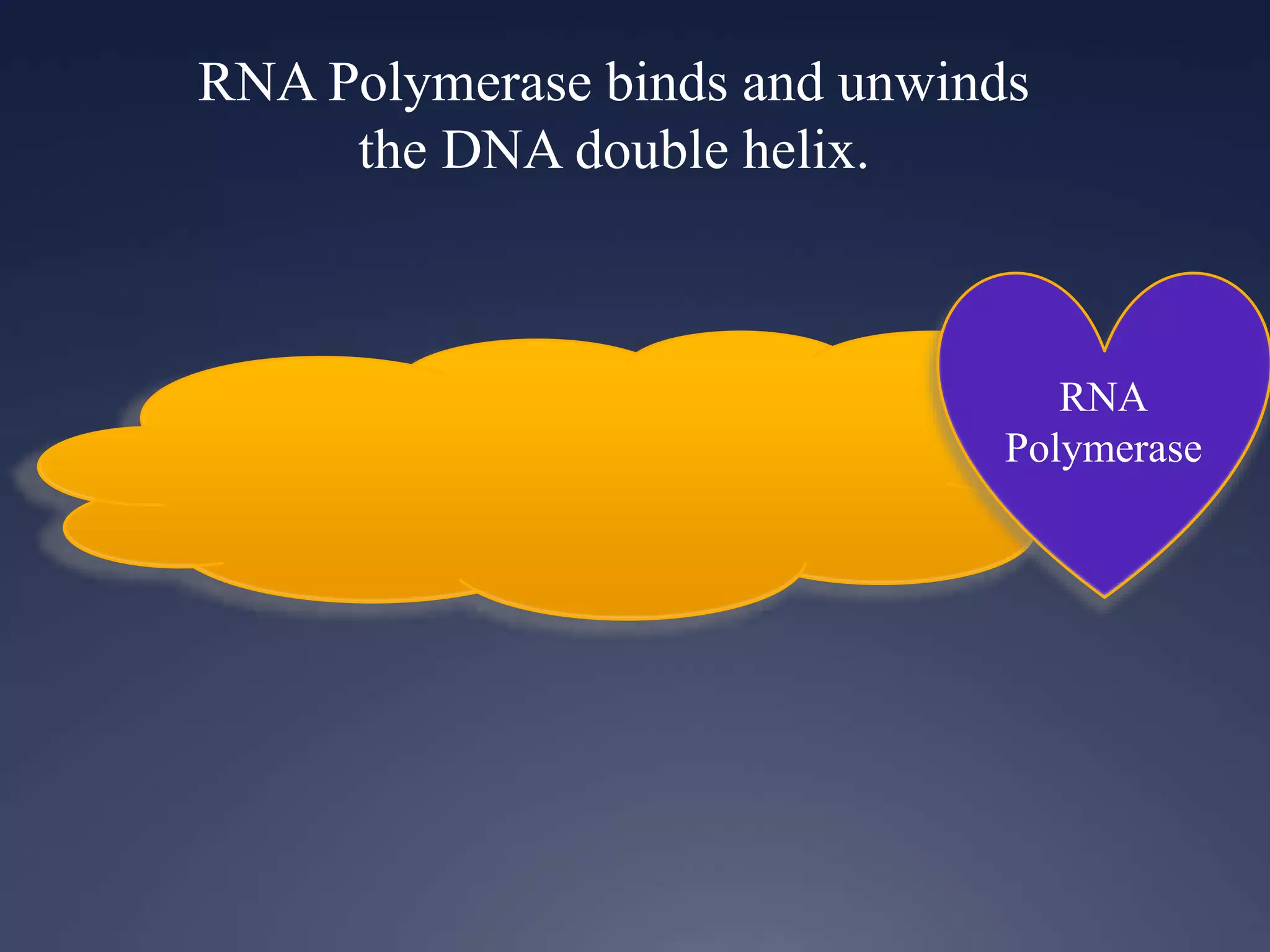 RNA
Polymerase
RNA Polymerase binds and unwinds
the DNA double helix.
 