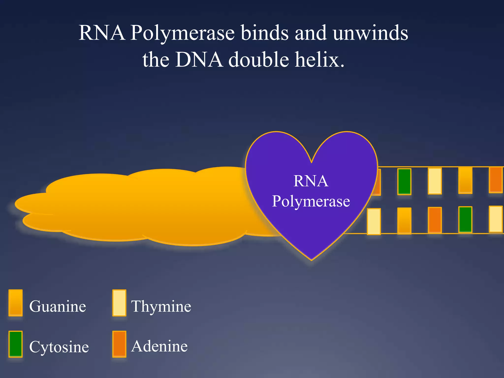 RNA Polymerase binds and unwinds
the DNA double helix.
RNA
Polymerase
Guanine
Cytosine
Thymine
Adenine
 