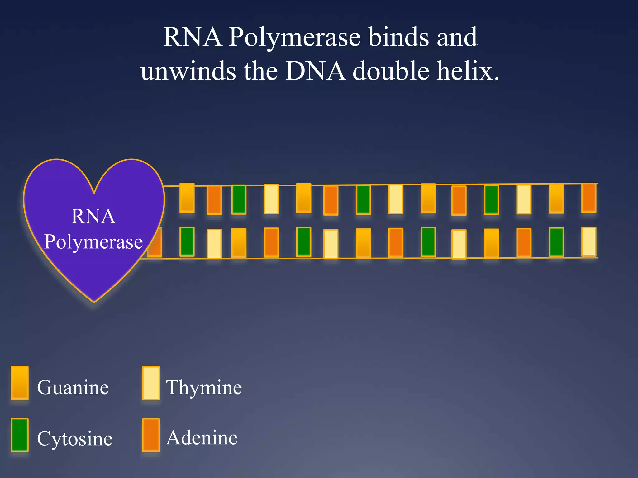 RNA Polymerase binds and
unwinds the DNA double helix.
RNA
Polymerase
Guanine
Cytosine
Thymine
Adenine
 
