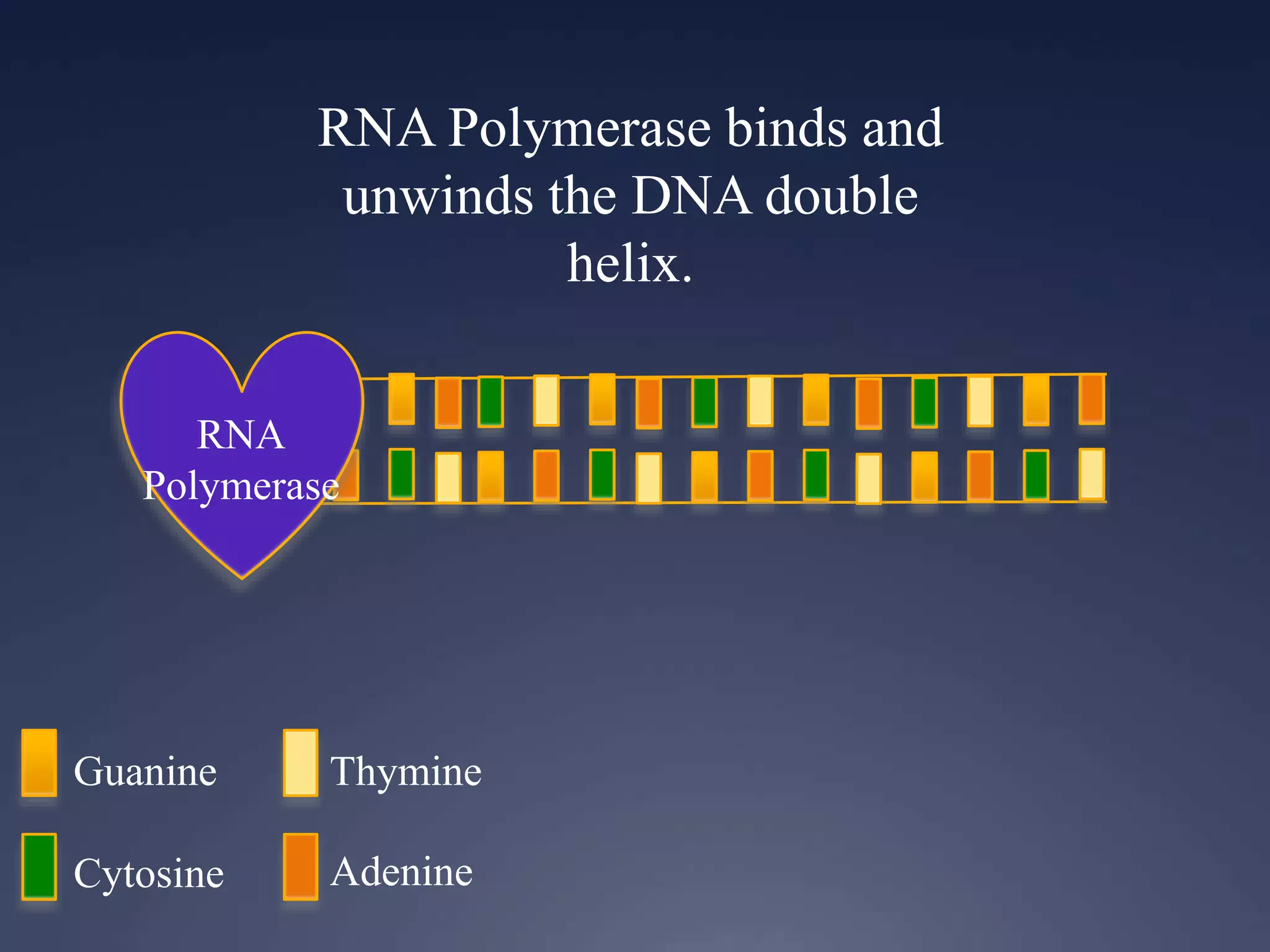 RNA Polymerase binds and
unwinds the DNA double
helix.
RNA
Polymerase
Guanine
Cytosine
Thymine
Adenine
 